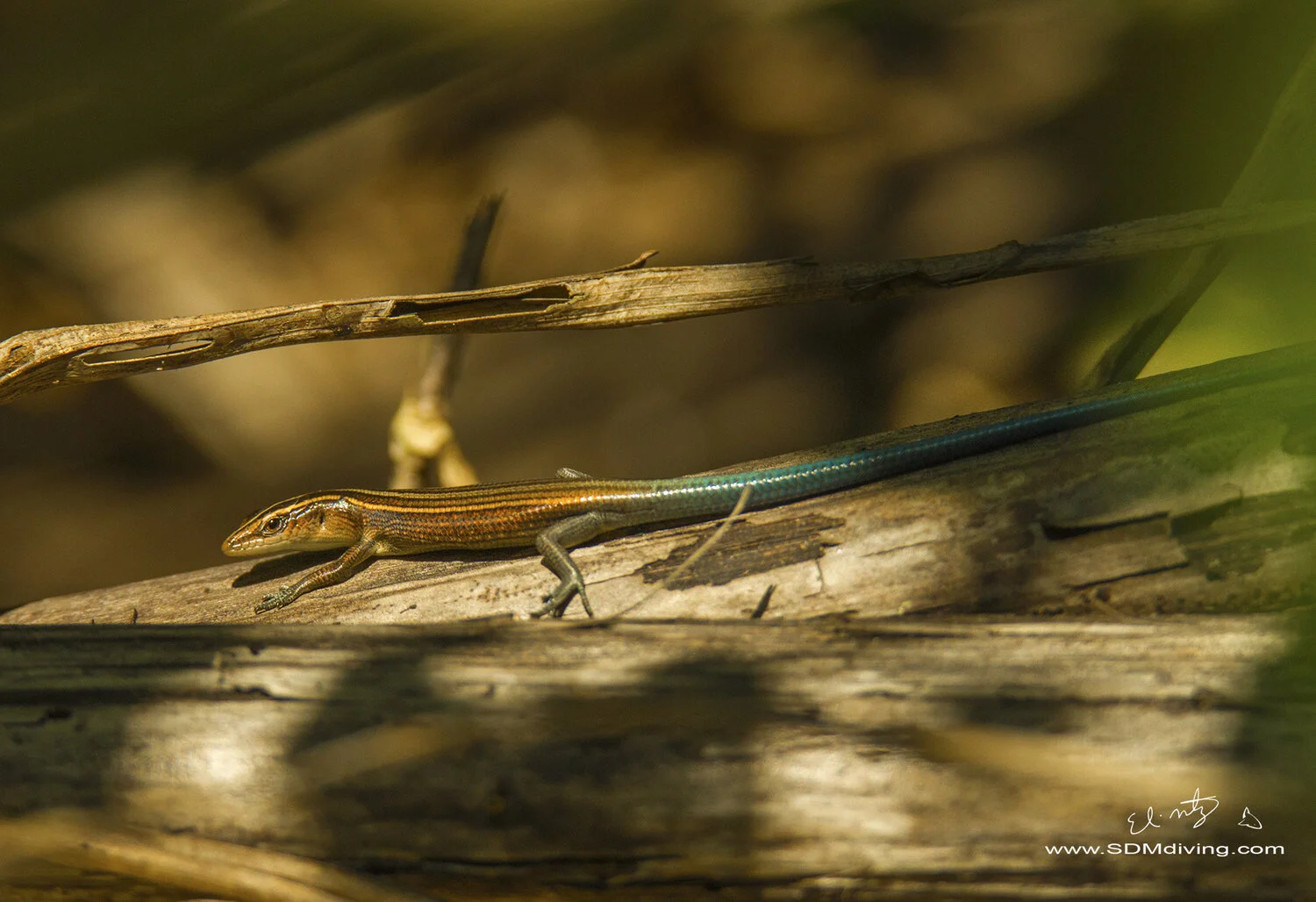 Wildlife Photography Expeditions