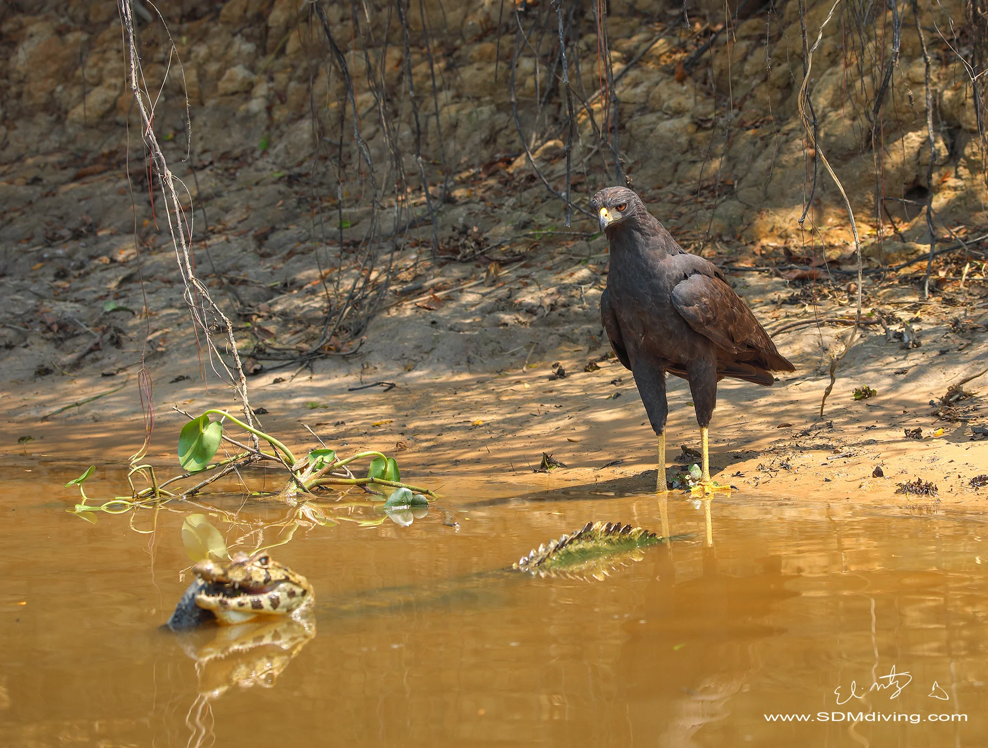 Wildlife Photography Expeditions