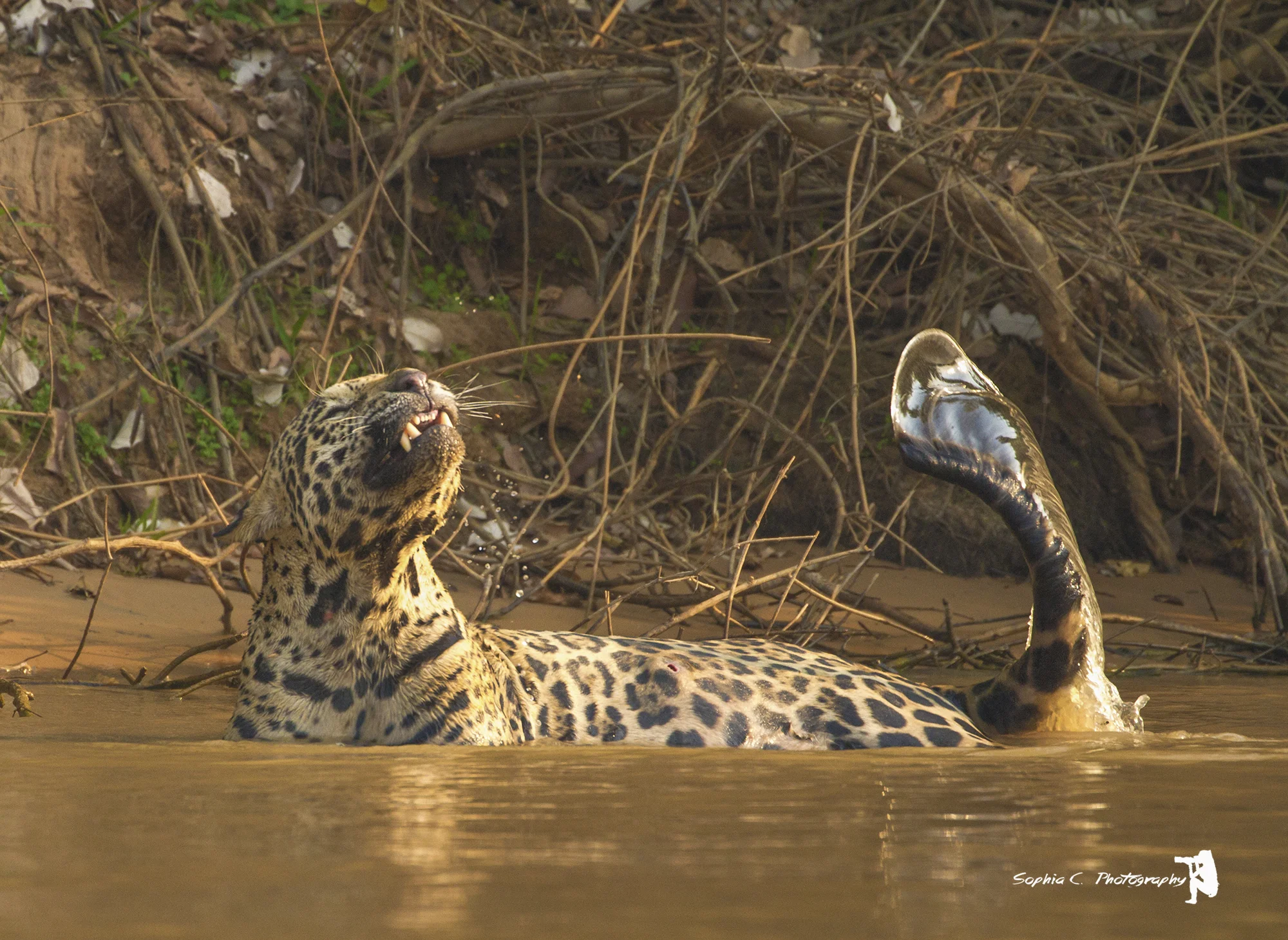 Wildlife Photography Expeditions
