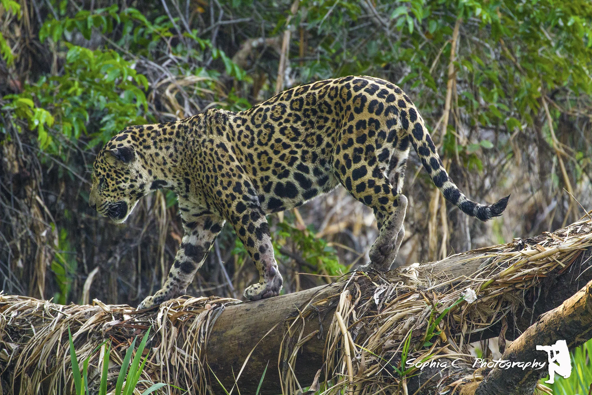 Wildlife Photography Expeditions