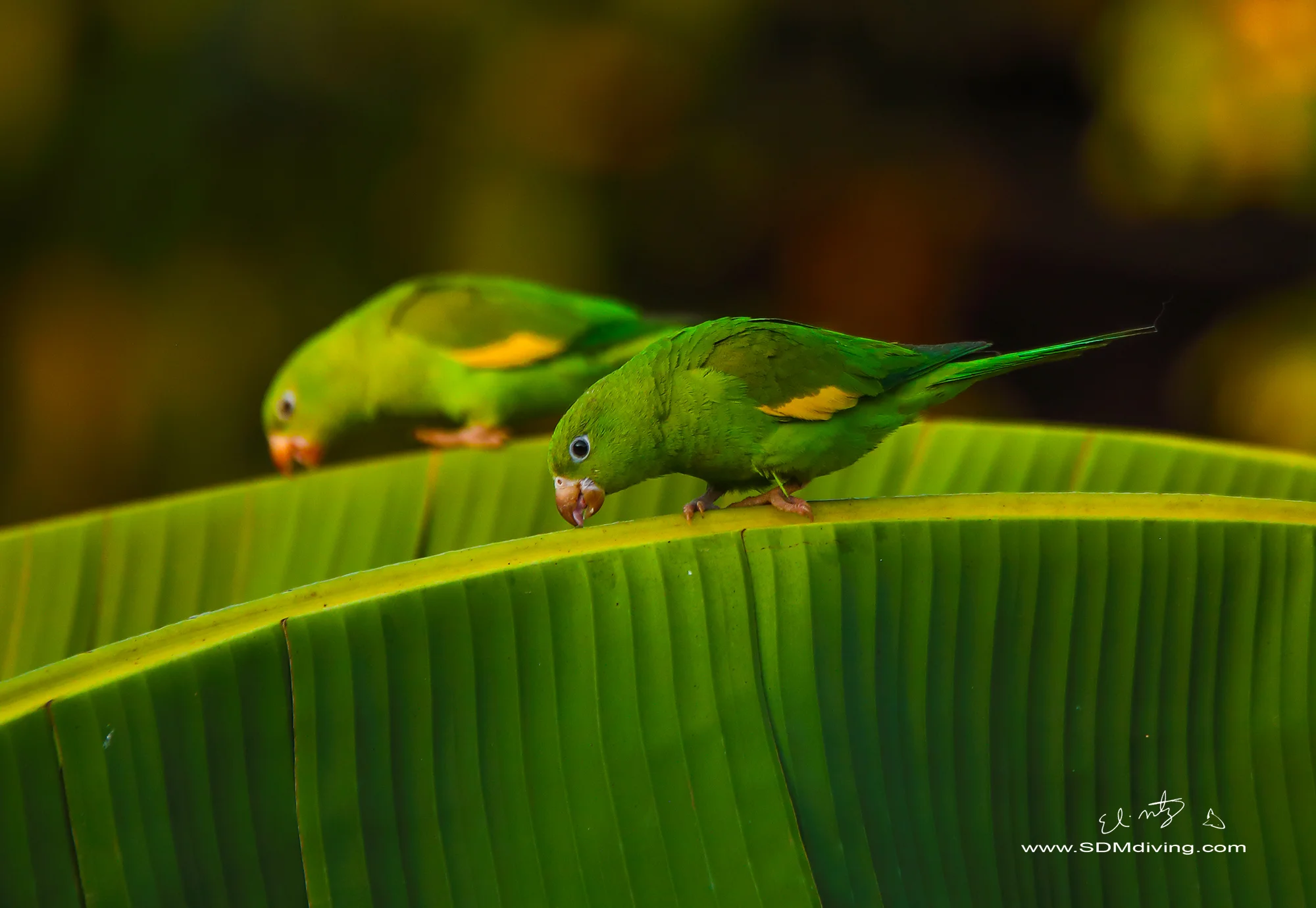 Wildlife Photography Expeditions