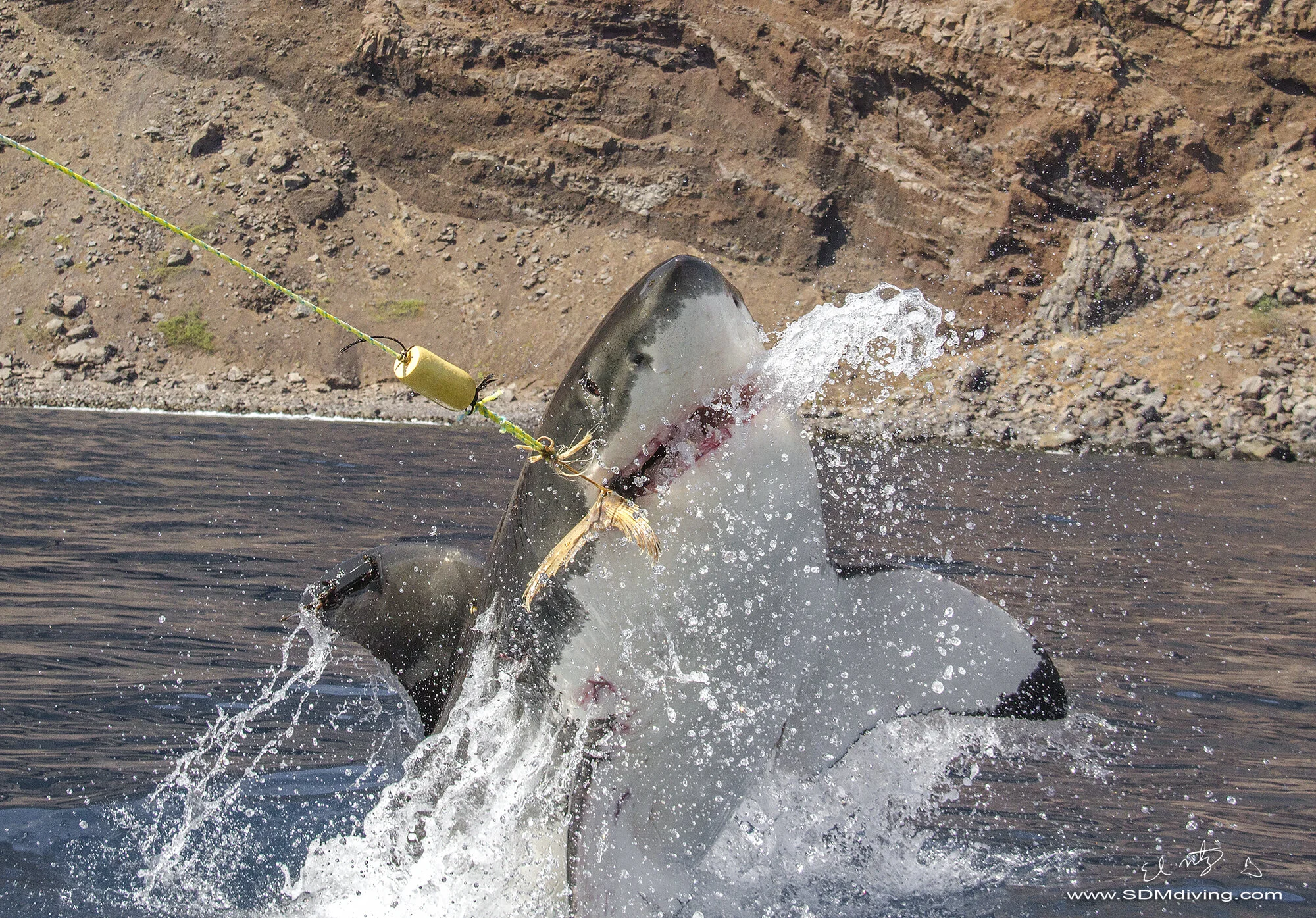 Great White Shark