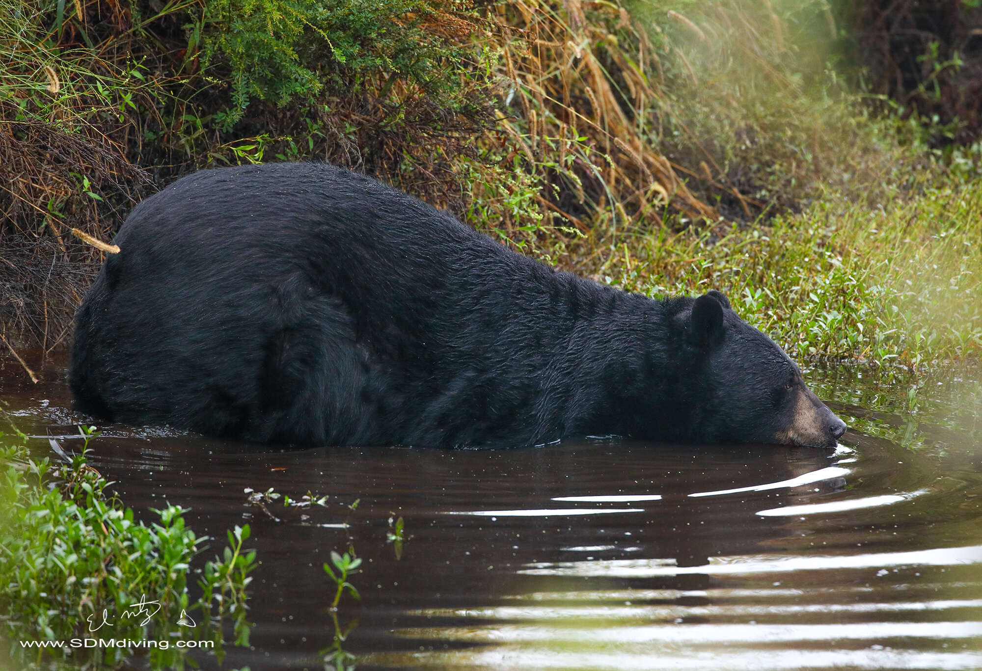 Wildlife Photography Expeditions