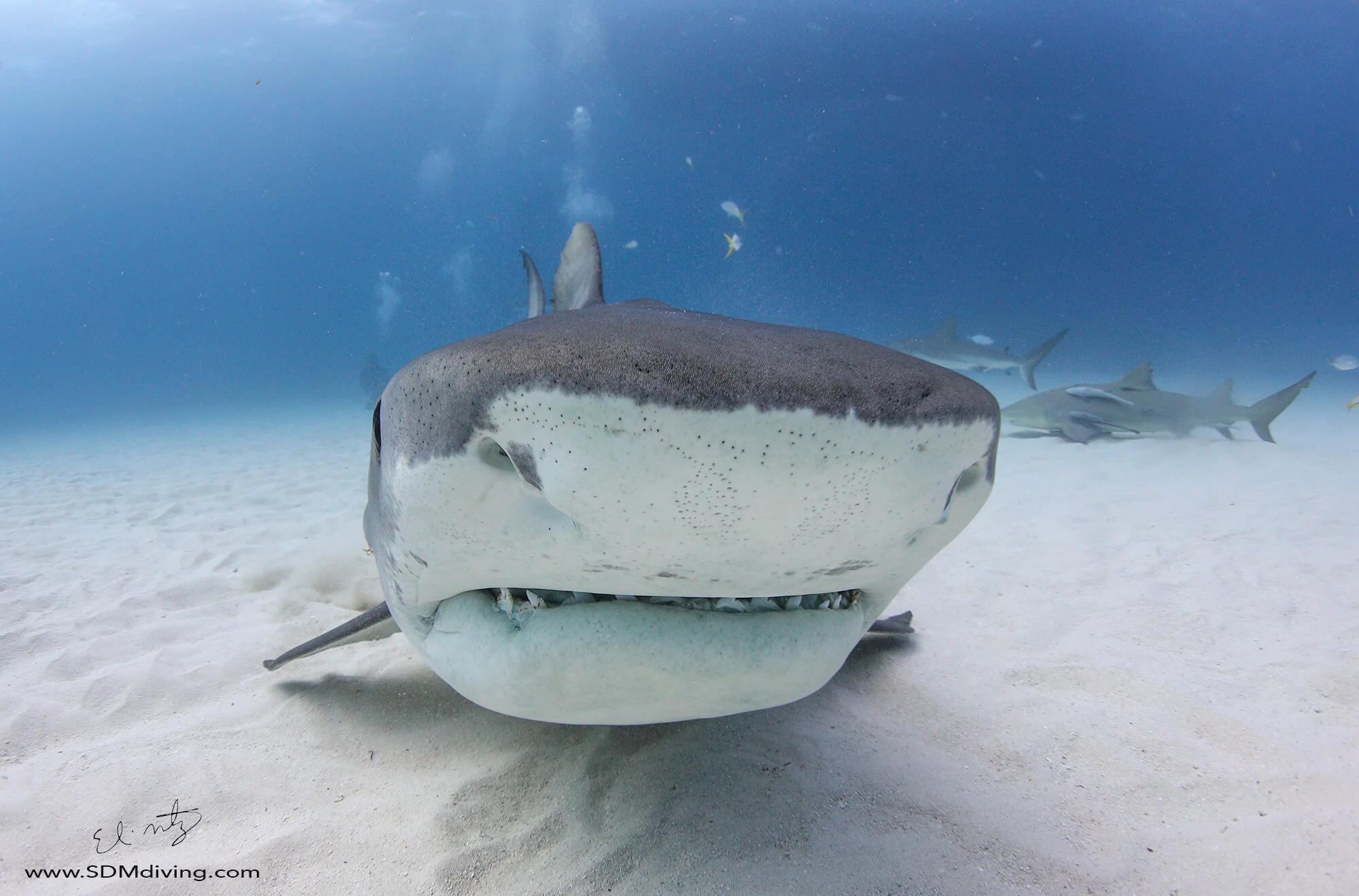 Tiger Shark Diving