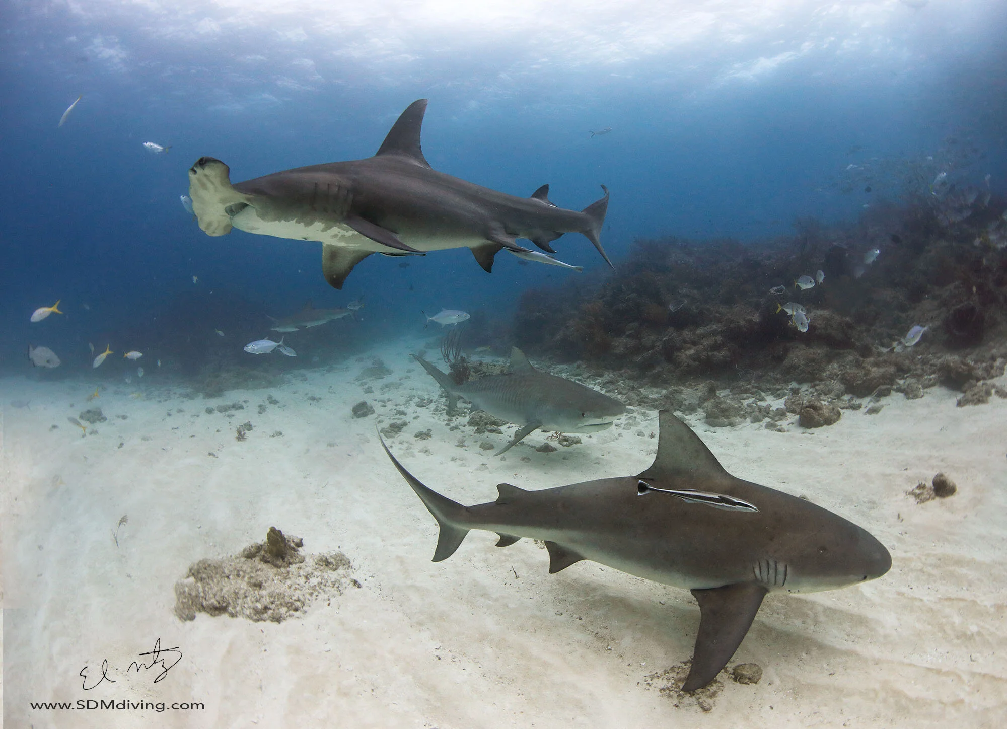 Tiger Shark Diving