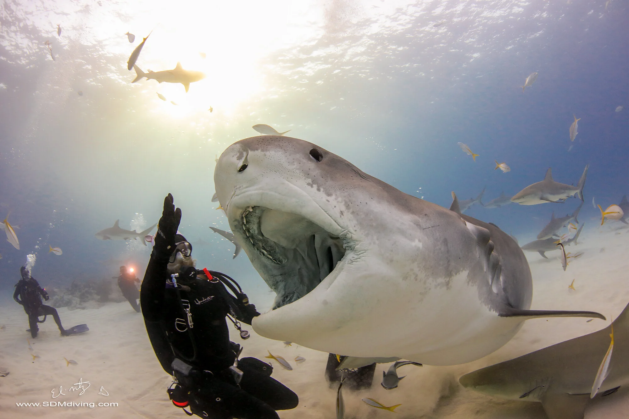 Tiger Shark Diving