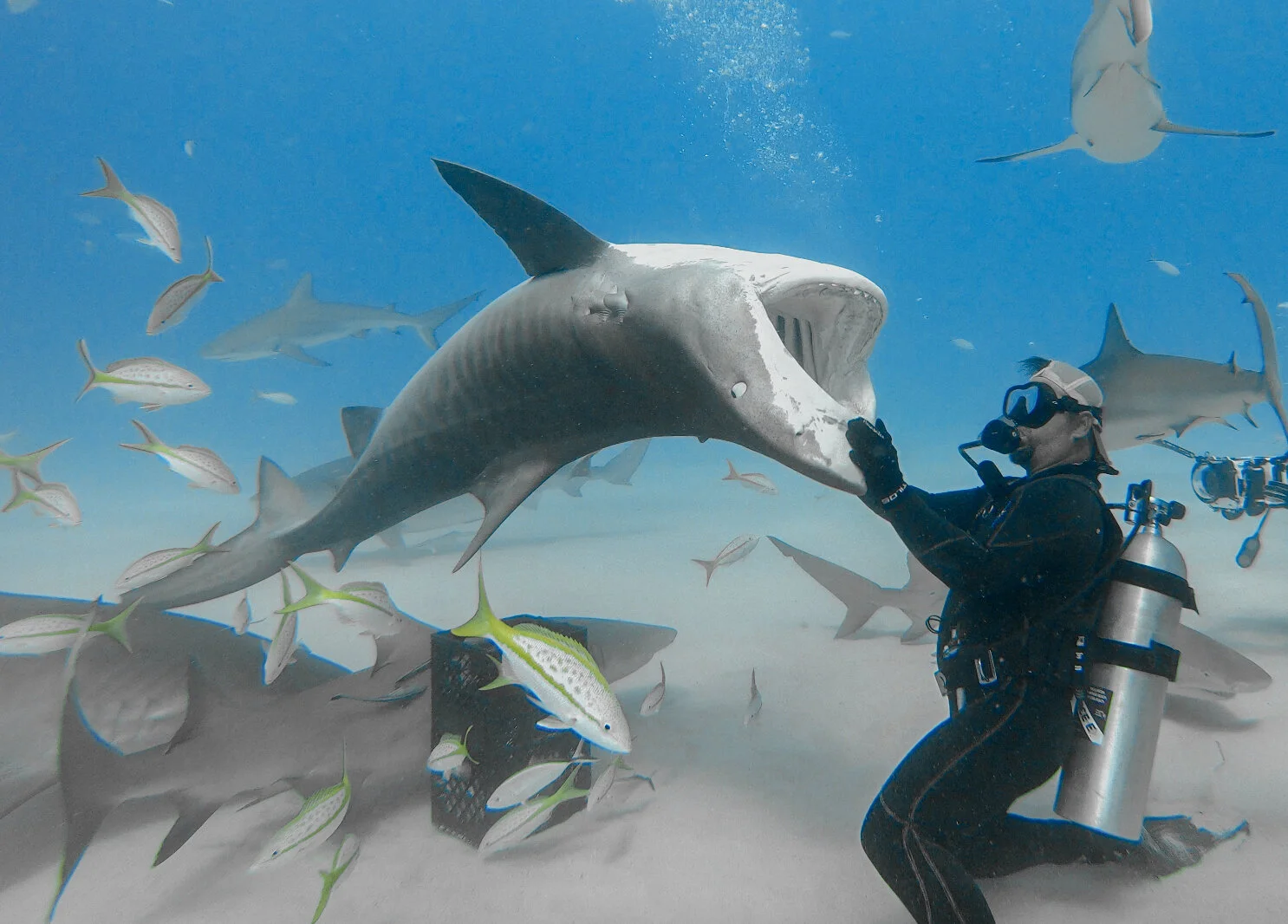 Dancing with tigers in the Bahamas