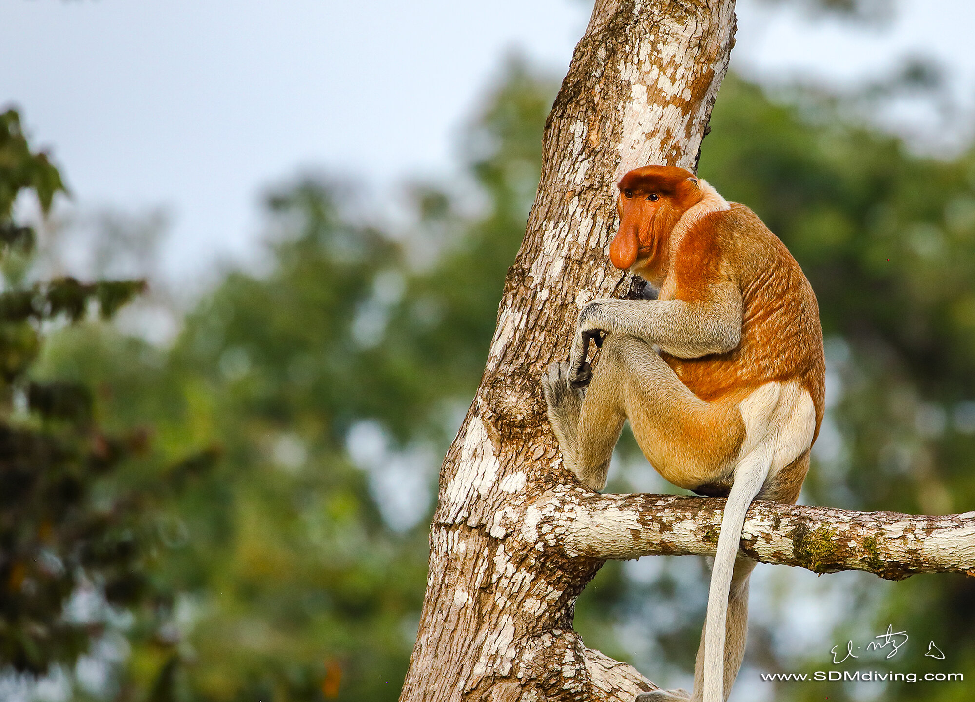 Wildlife Photography Expeditions