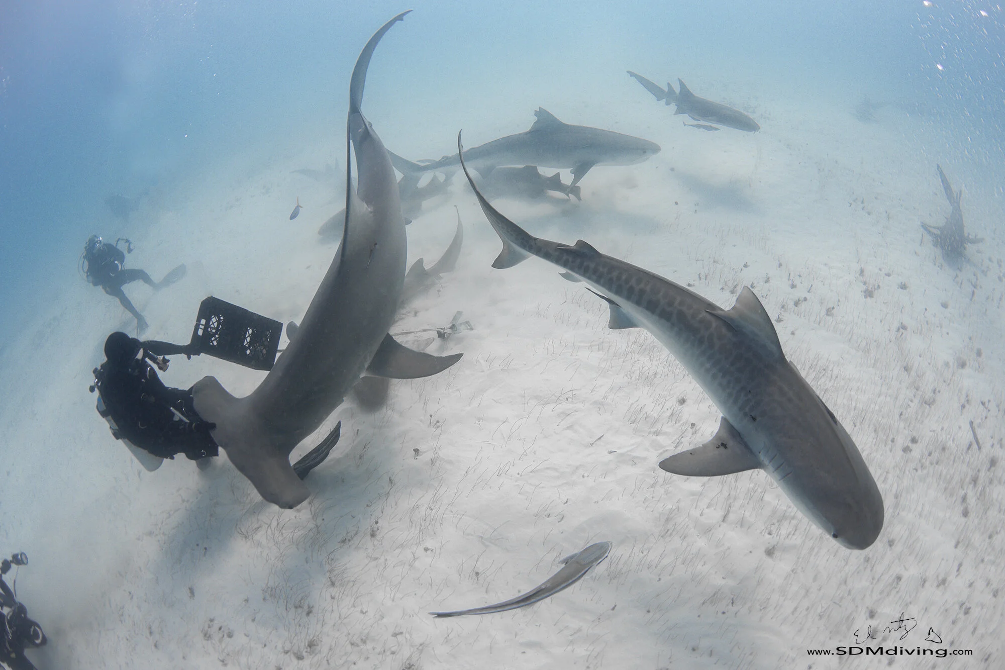 Great Hammerhead Diving