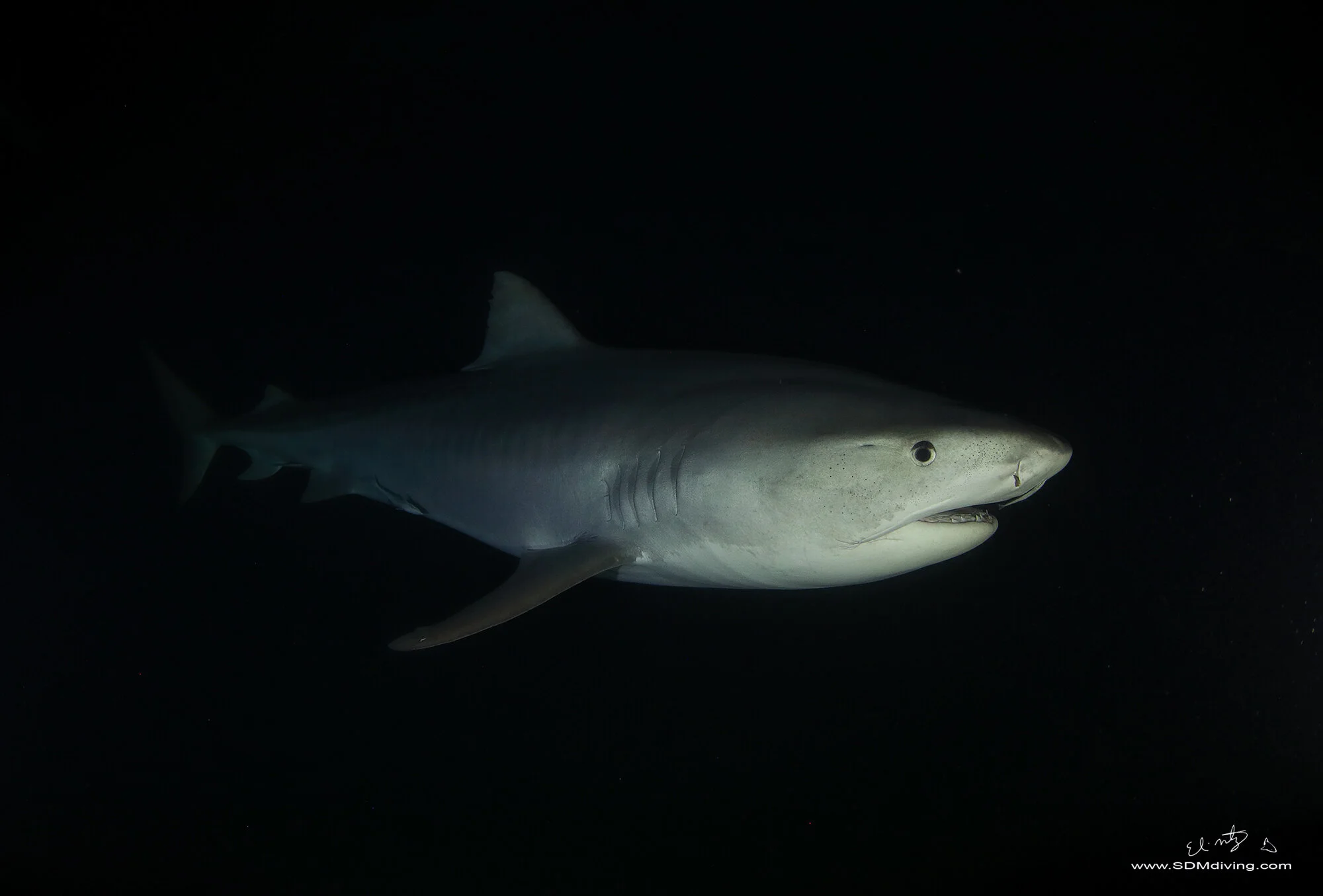 Tiger Shark Diving