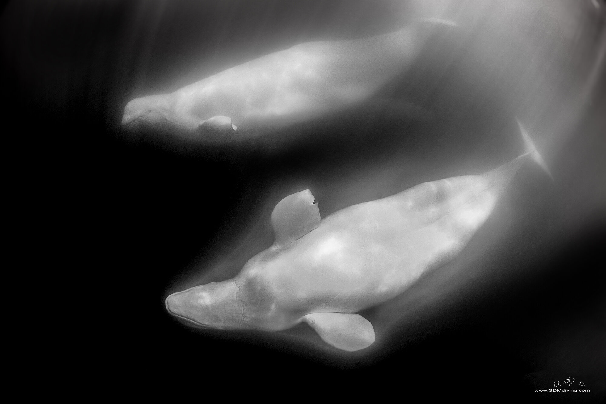 Beluga whale Diving