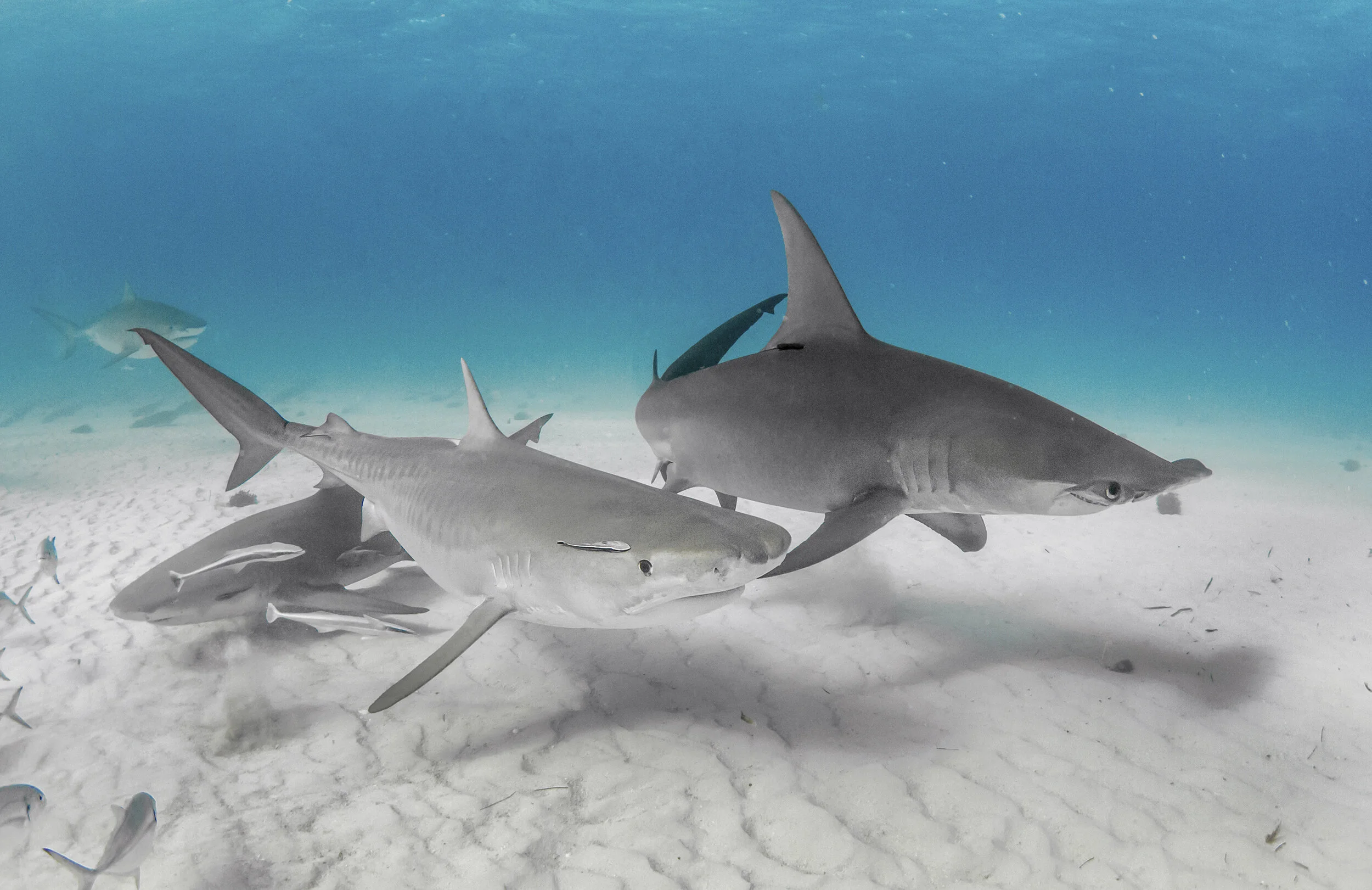 Tiger Shark Diving