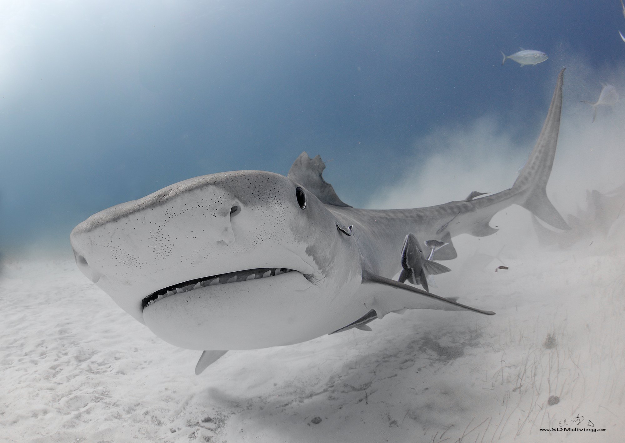 tiger shark diving 2.jpg