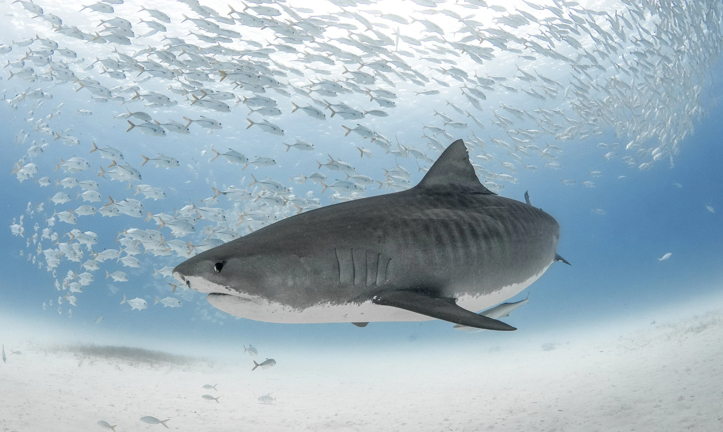 Tiger Shark Diving