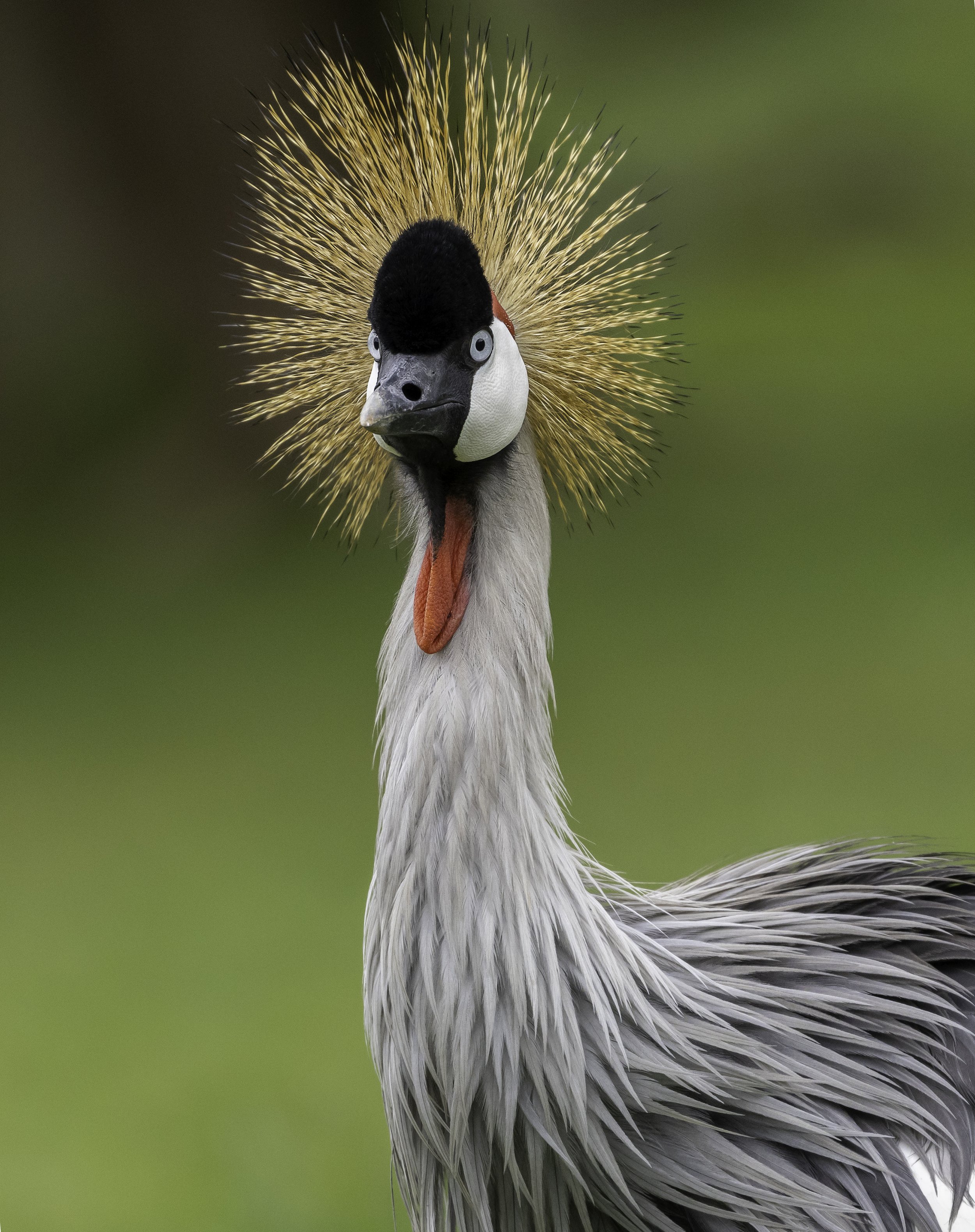 Grey crowned stork