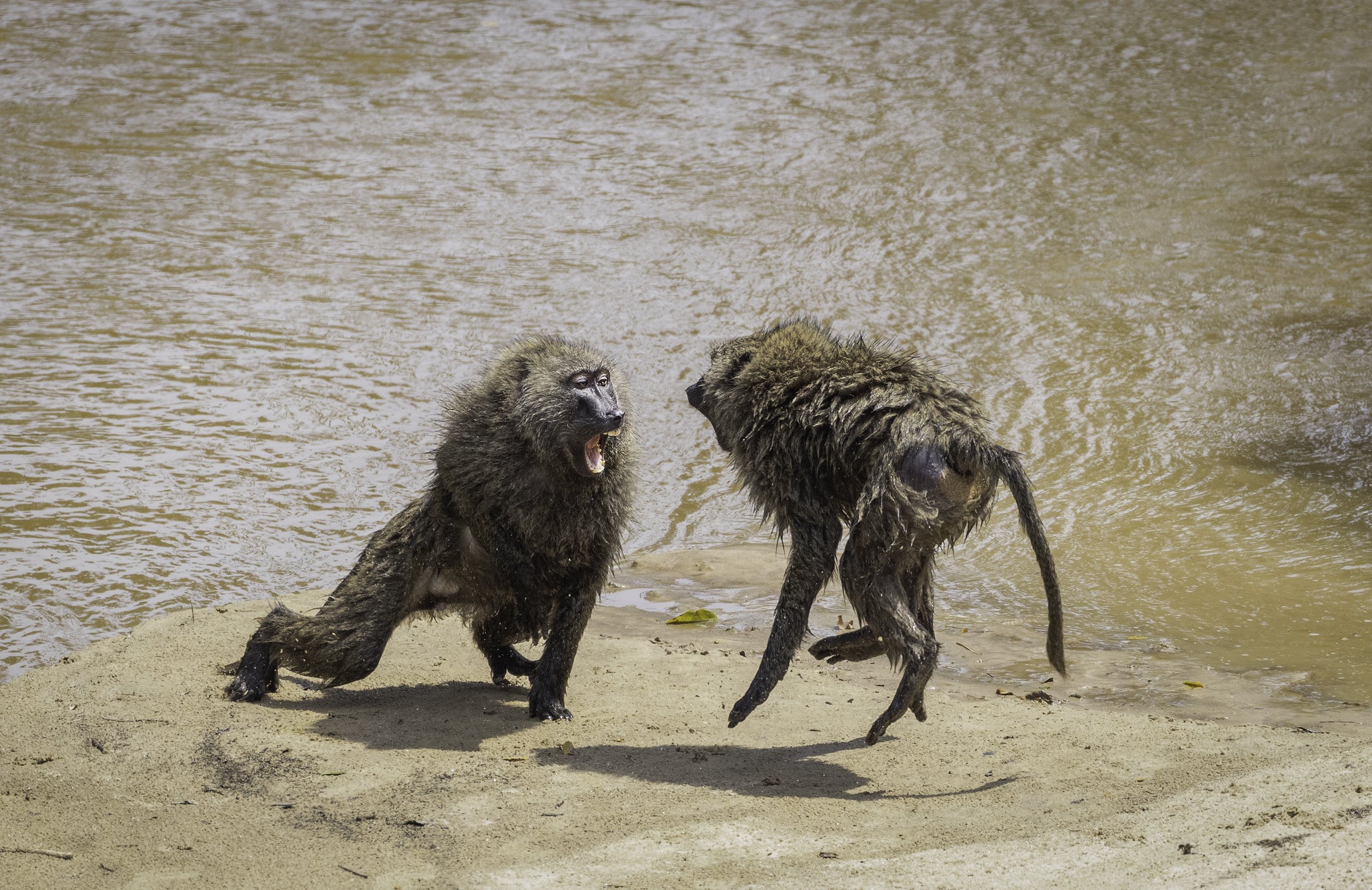 Baboons play fighting