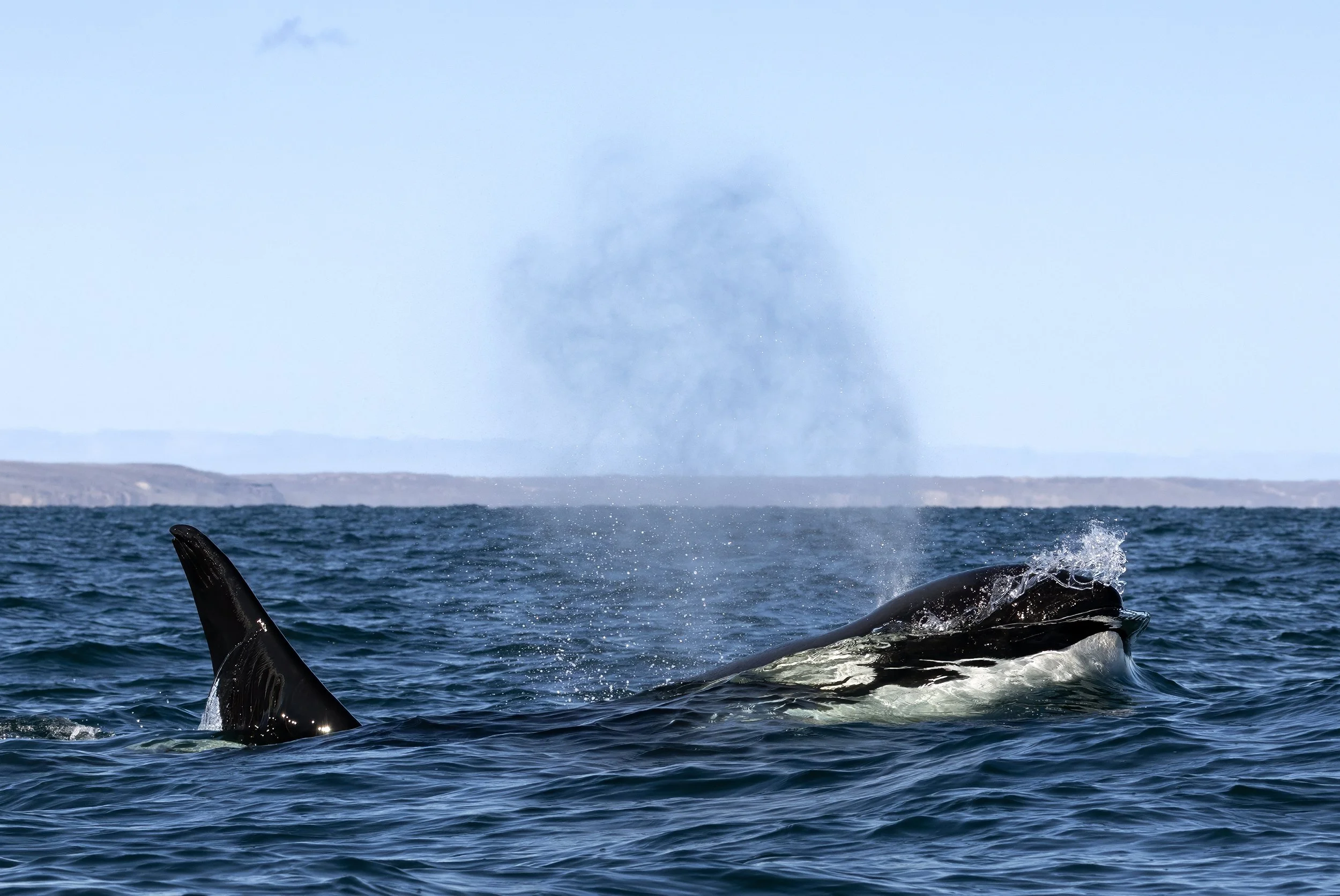 Orca (Orcinus orca) swimming beside our boat off Península Valdés in Patagonia, Argentina.