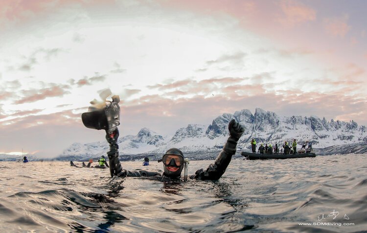 Arctic Orcas