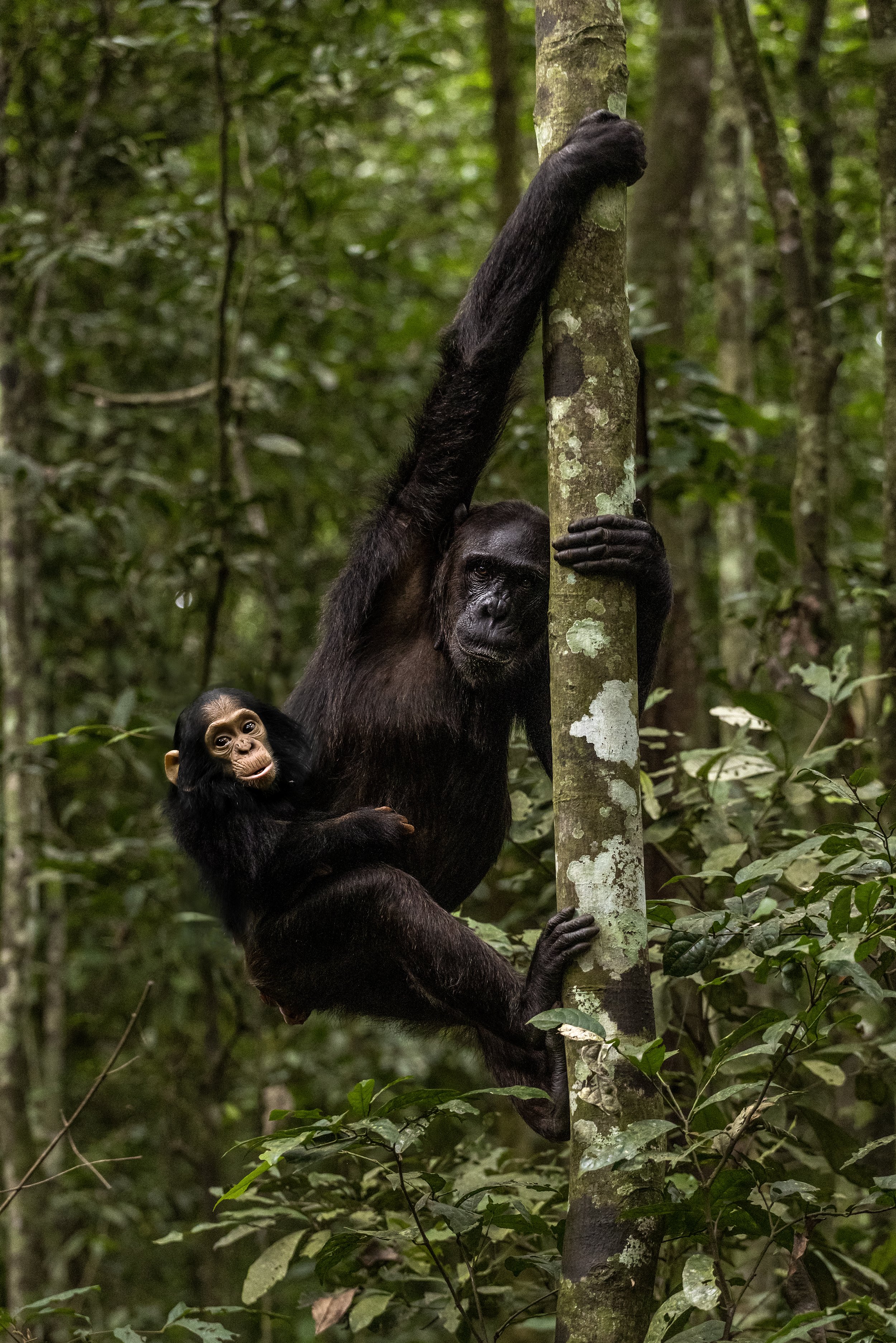 chimpanzee photography expedition