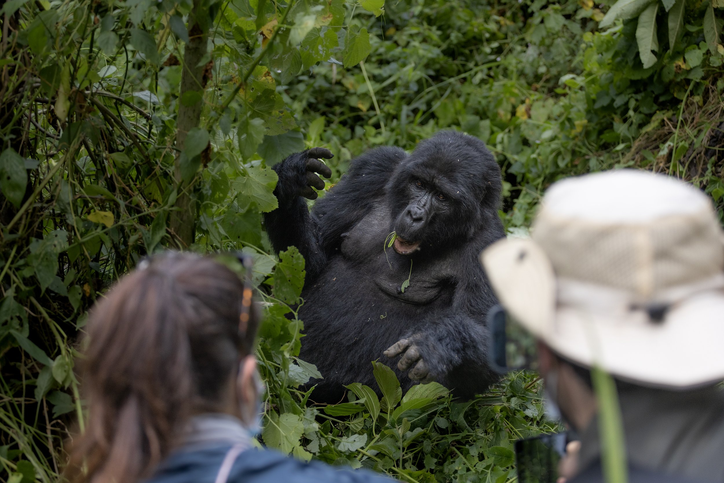 Mountain Gorilla Photography Expedition