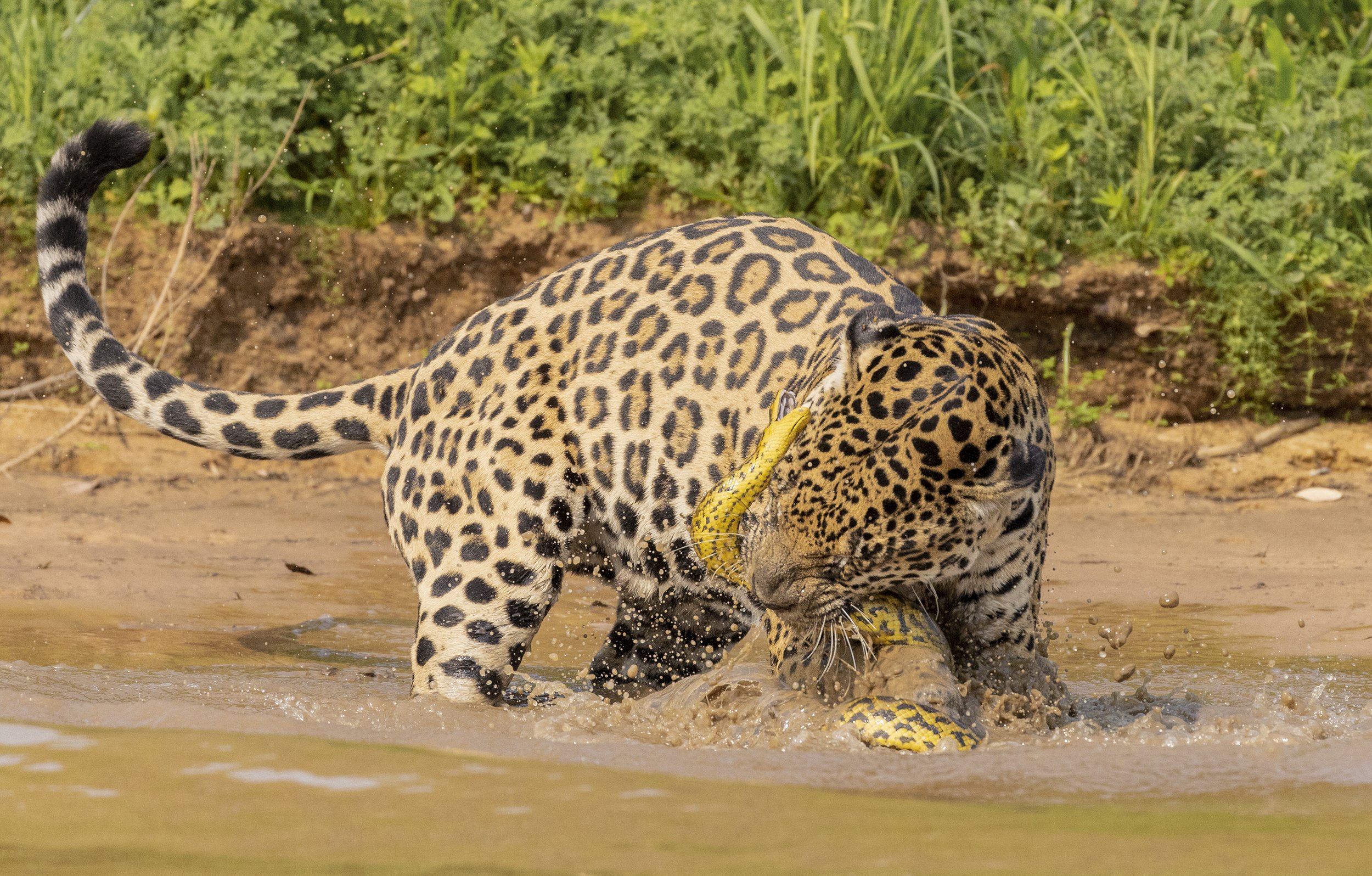 Jaguar photography