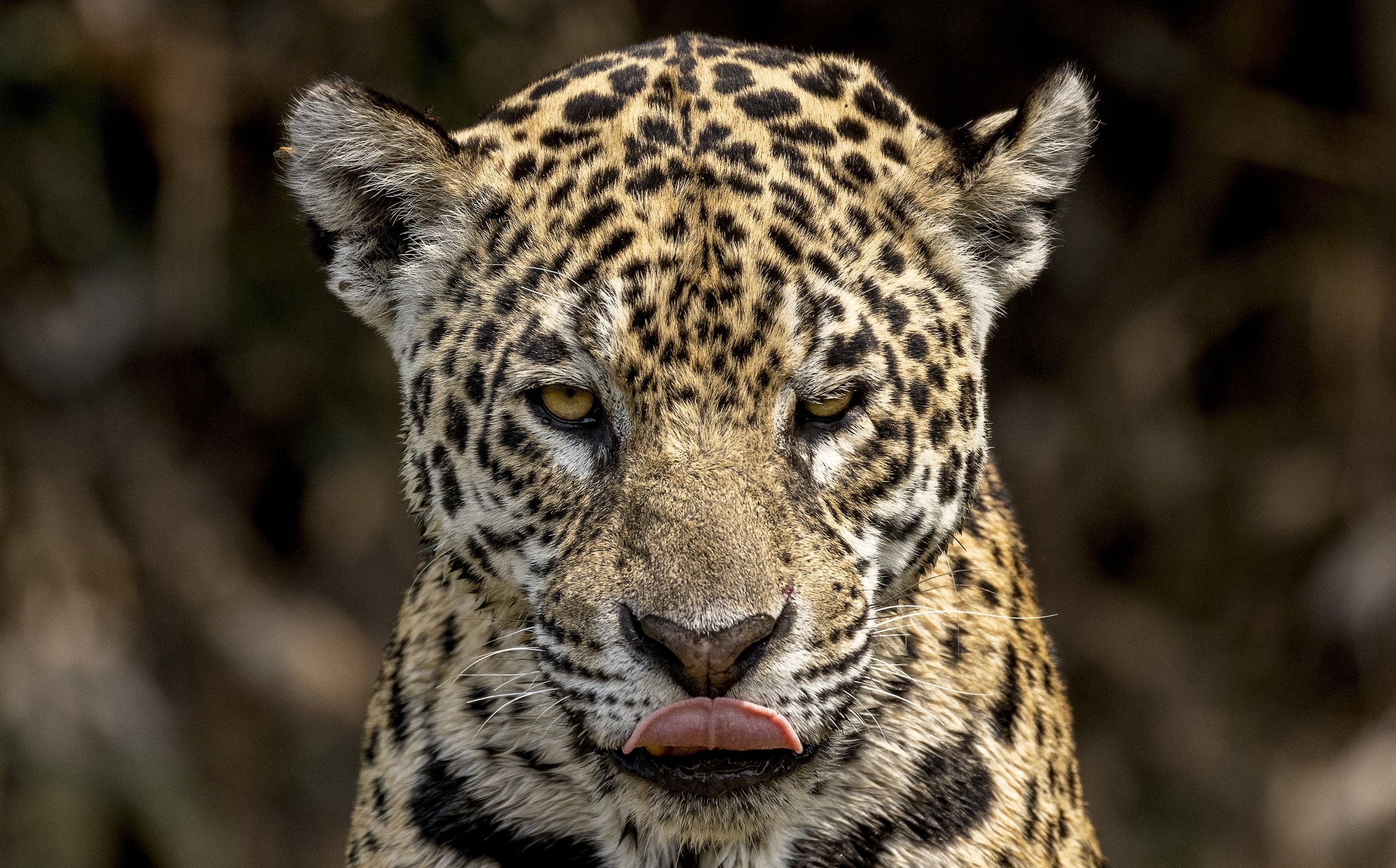 Jaguar photography expedition