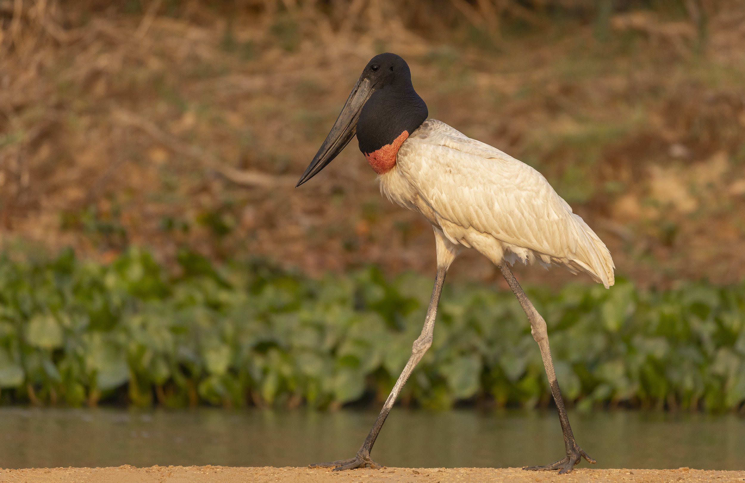 Jabiru stork