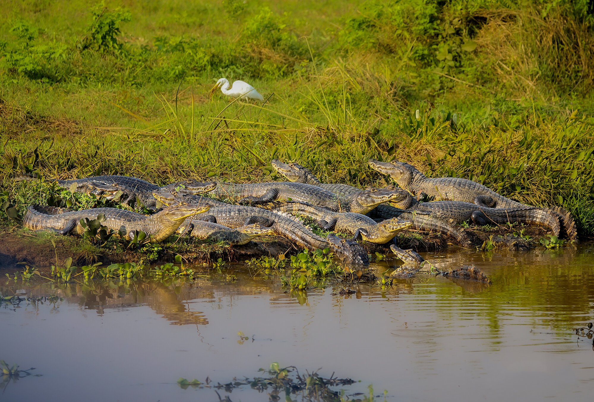 caiman diving