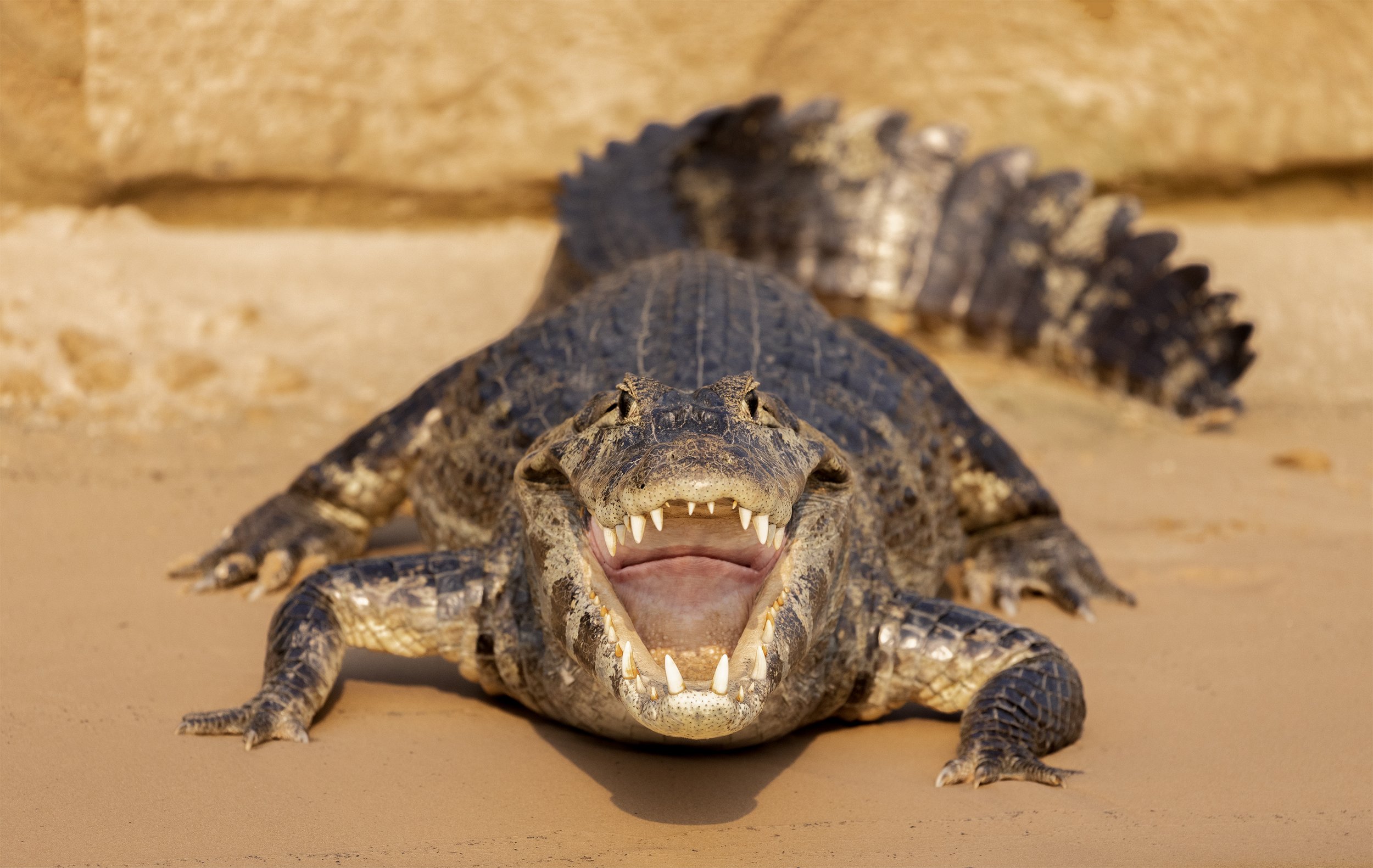 Spectacled caiman