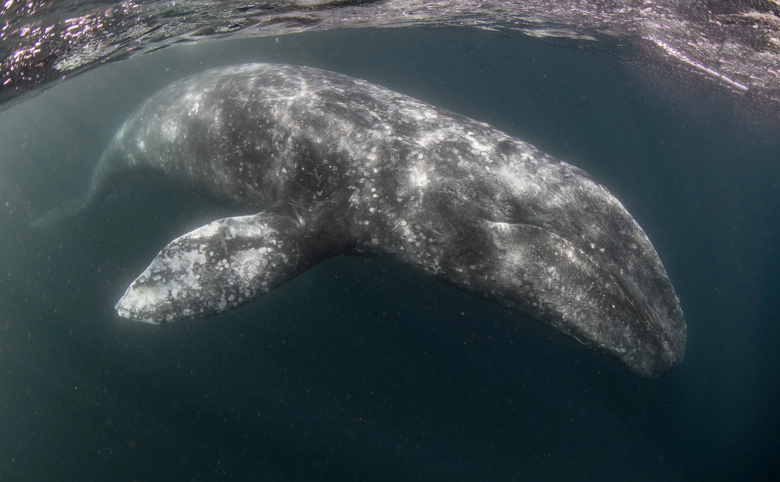 Grey whale photography