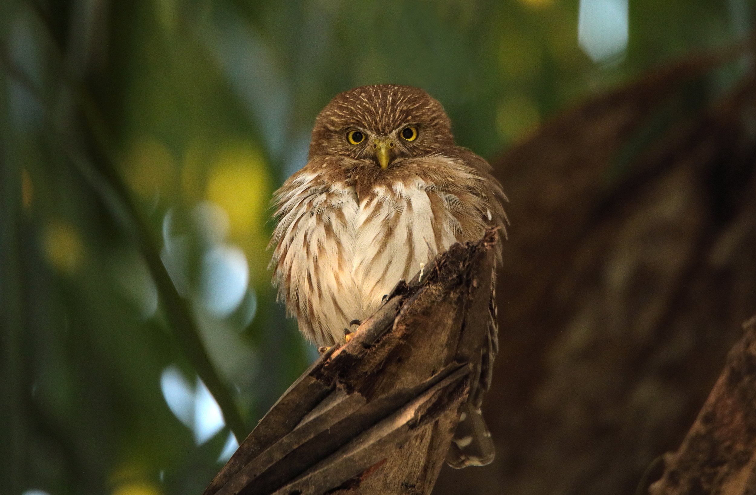 pygmy owl.jpg