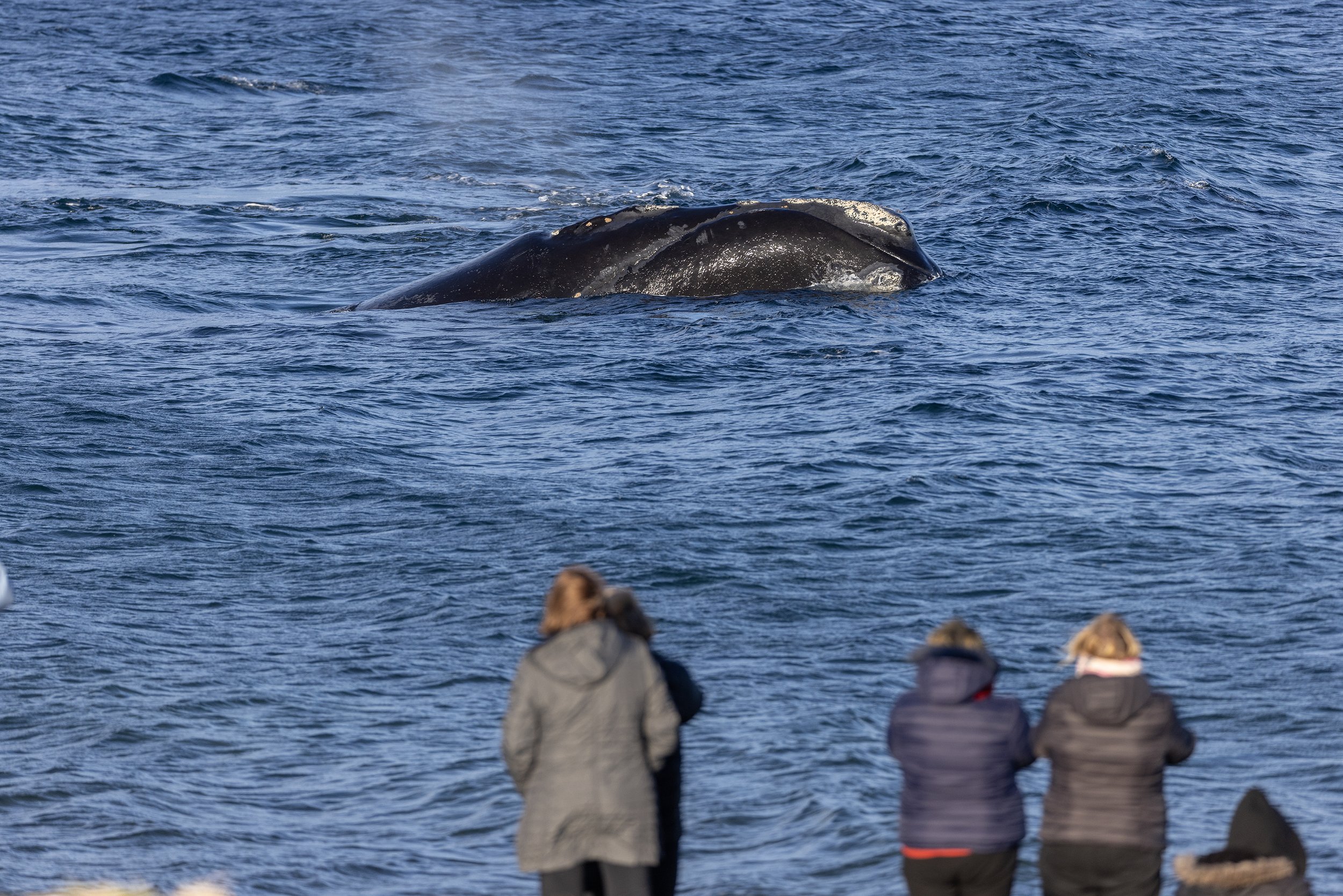 right whales 2.jpg