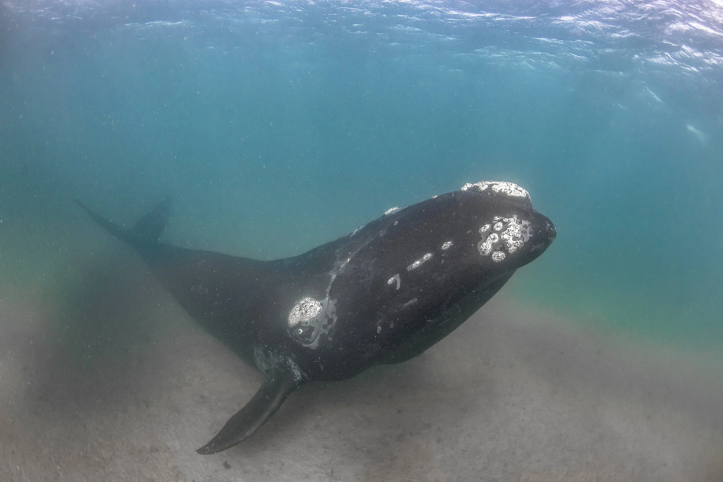right whale .jpg