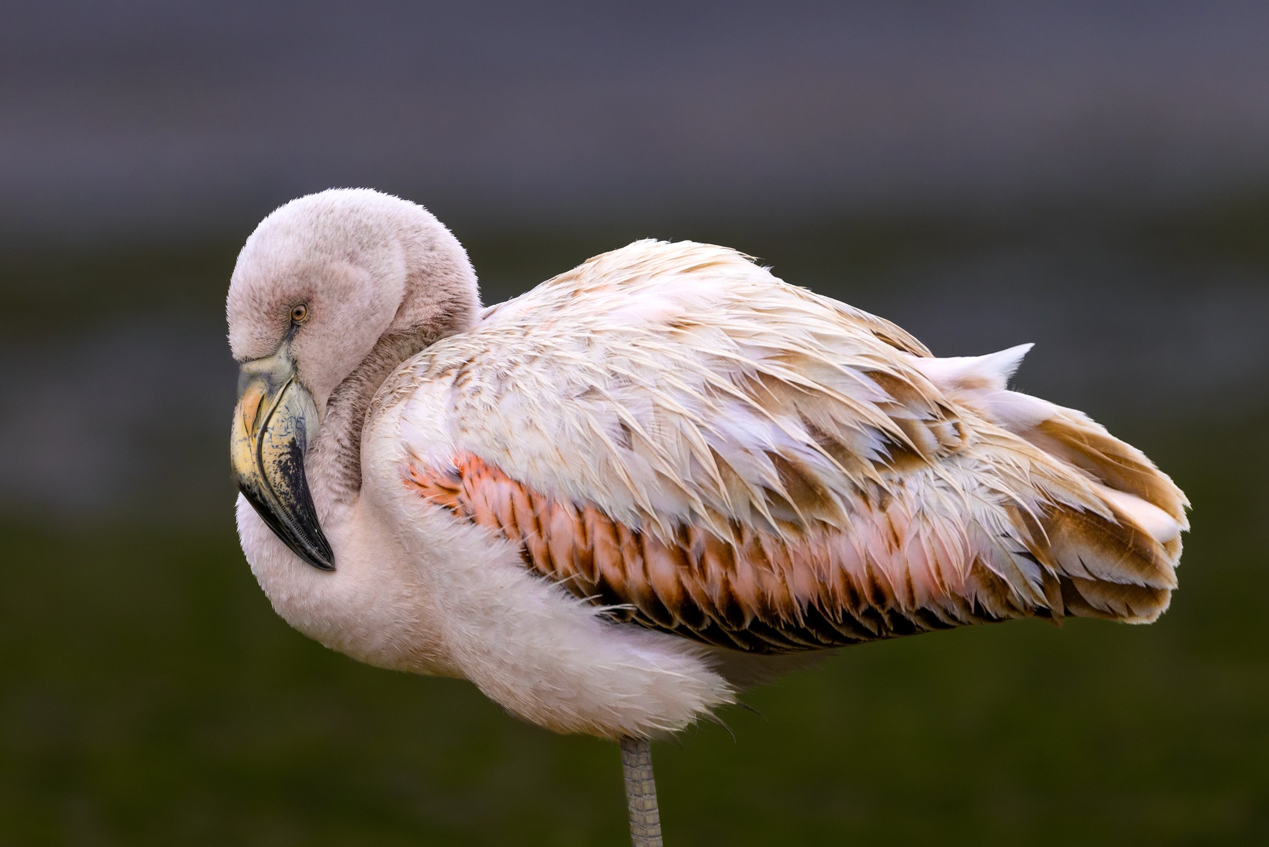 flamingo 2 .jpg