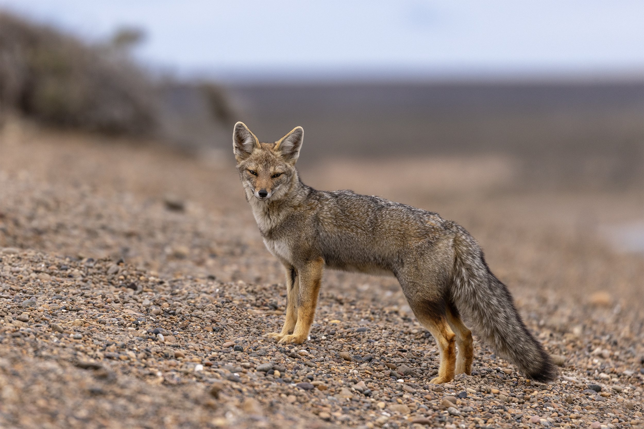 patagonia fox.jpg