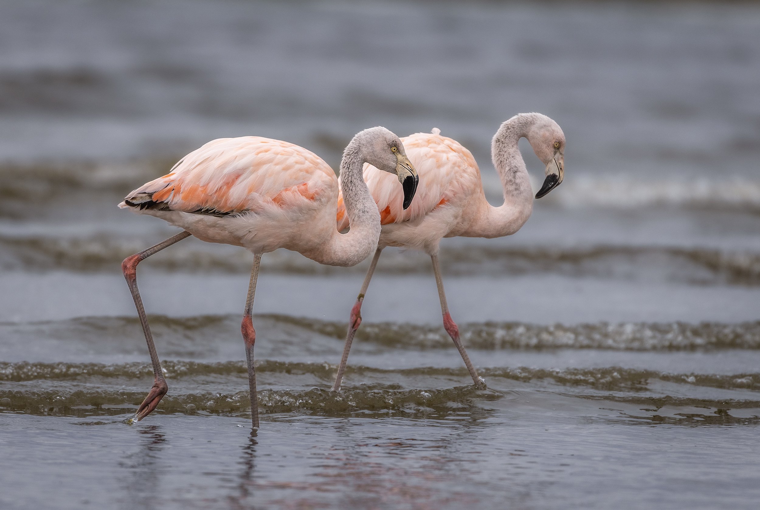 flamingos 3.jpg
