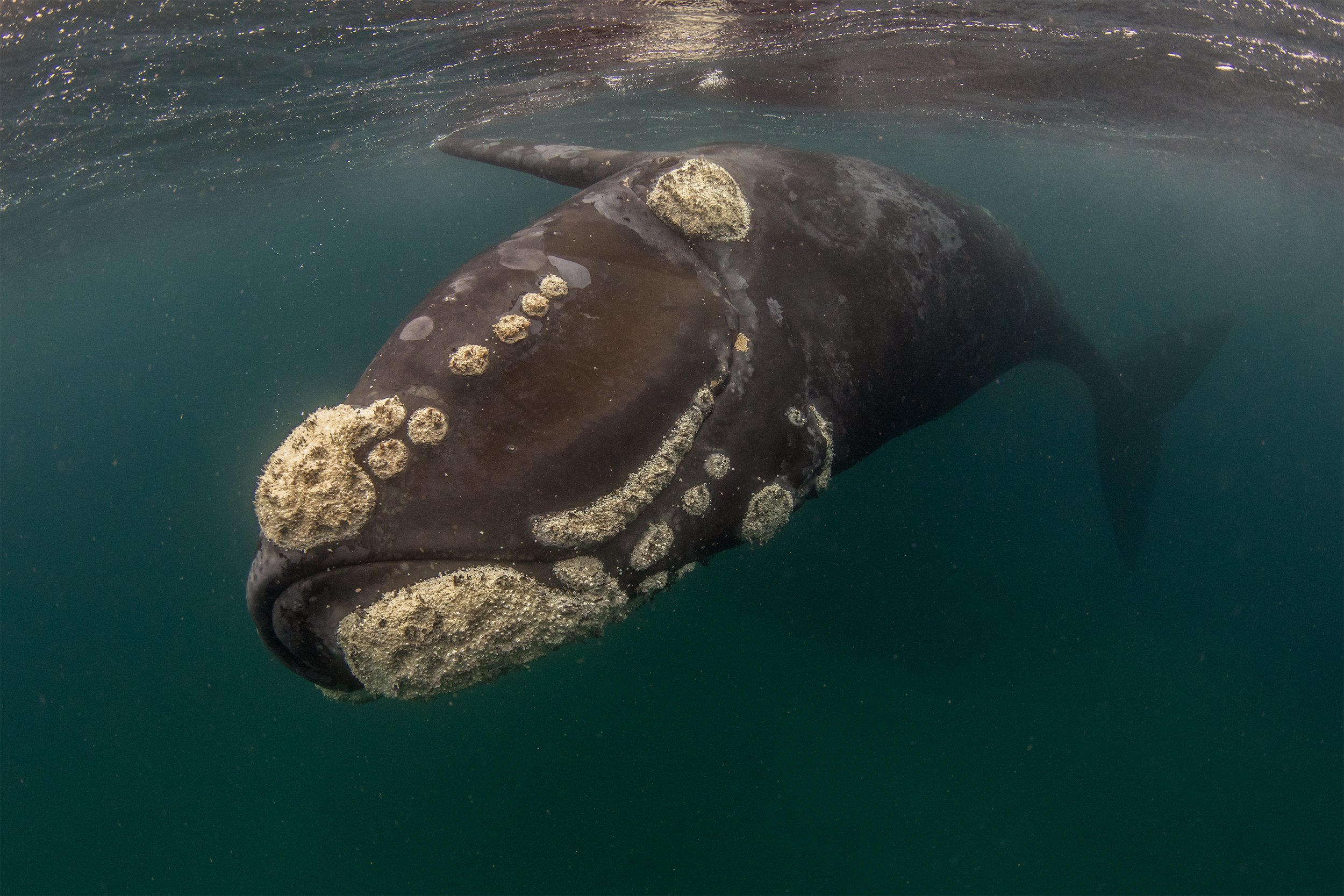 right whale diving 2.jpg