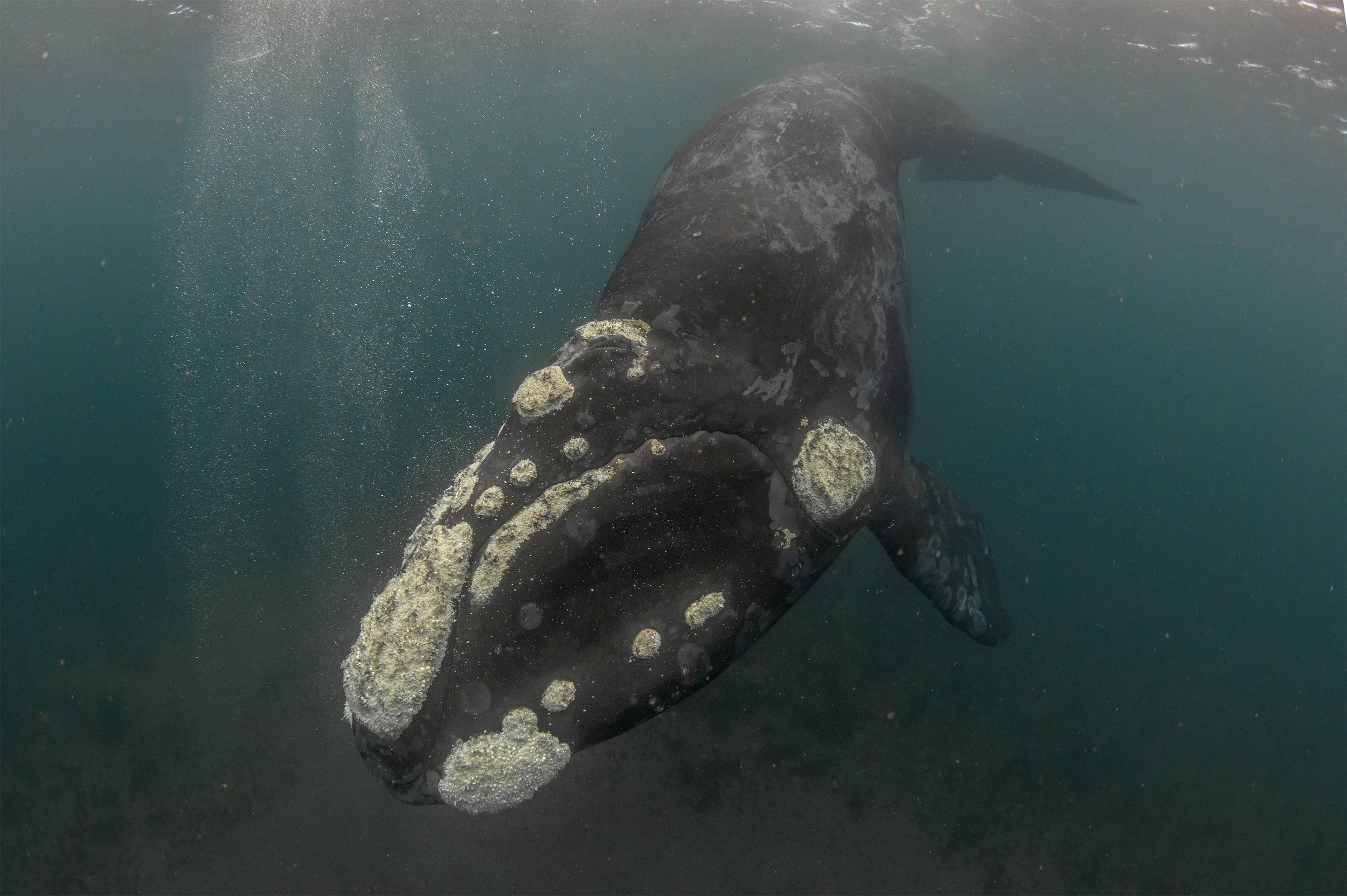 right whale diving 5.jpg