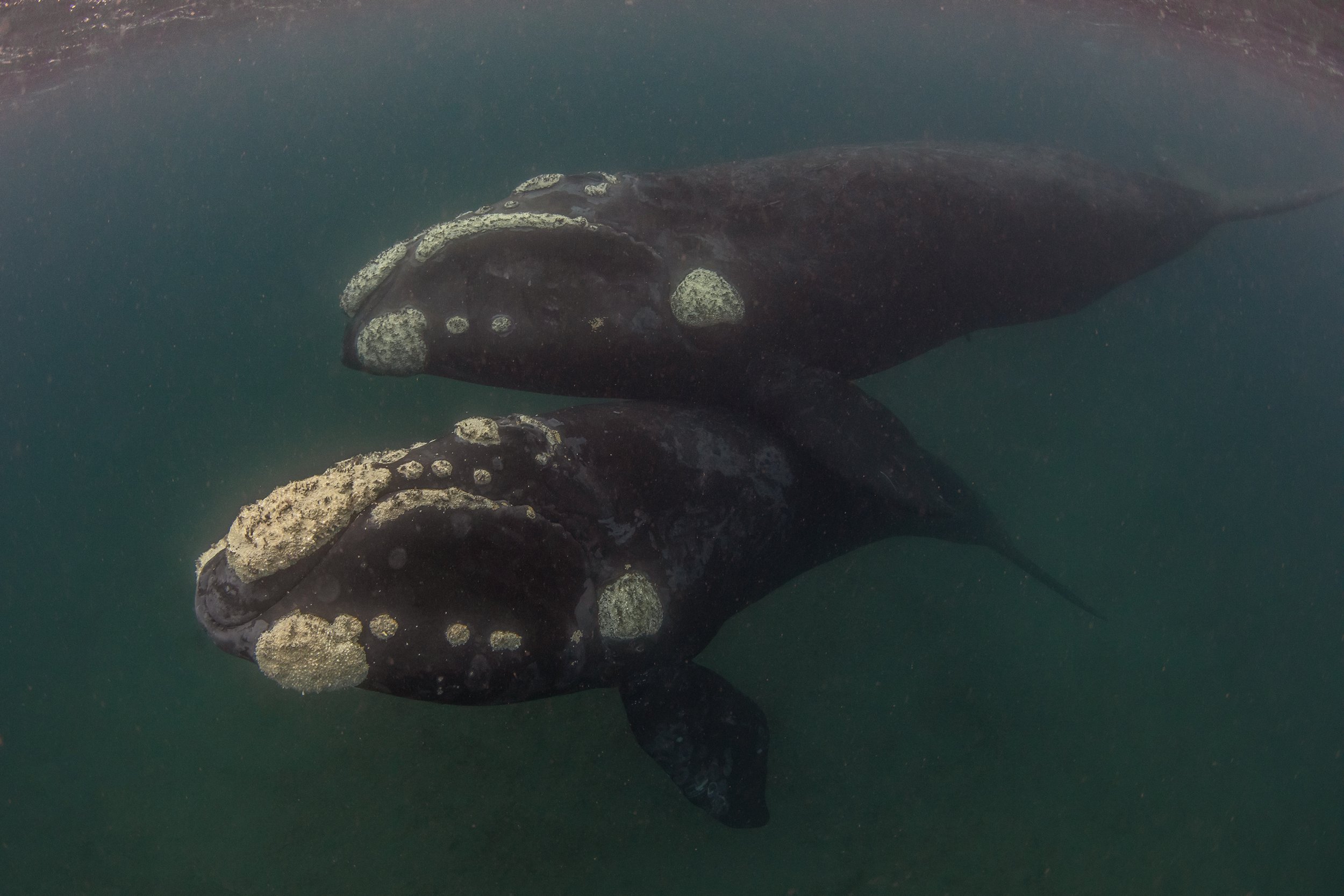 right whale diving.jpg