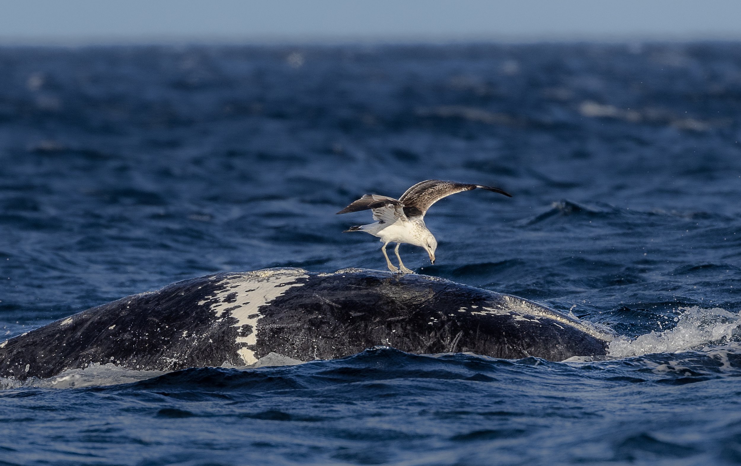 seagull and right whale.jpg