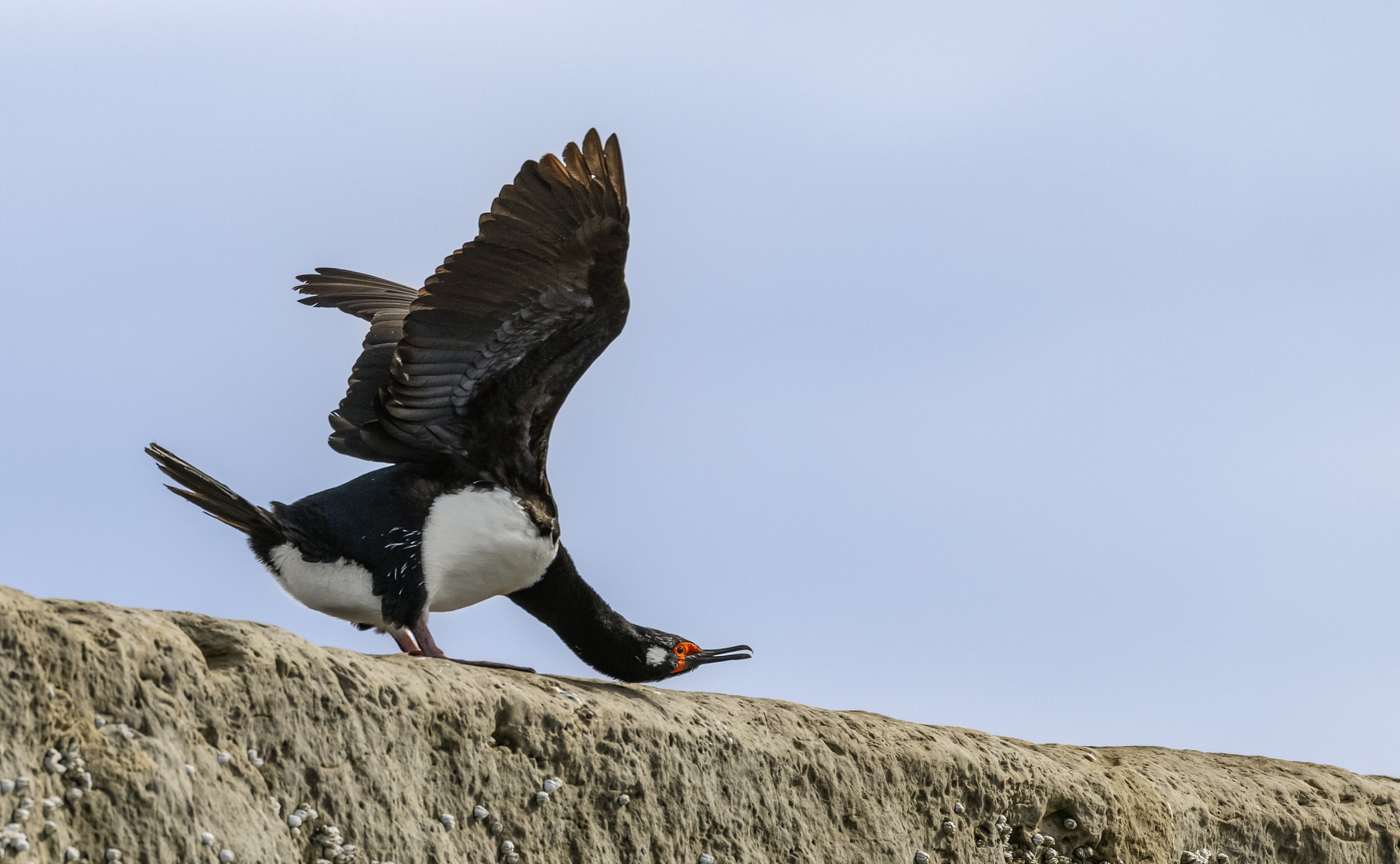 rock cormorant.jpg