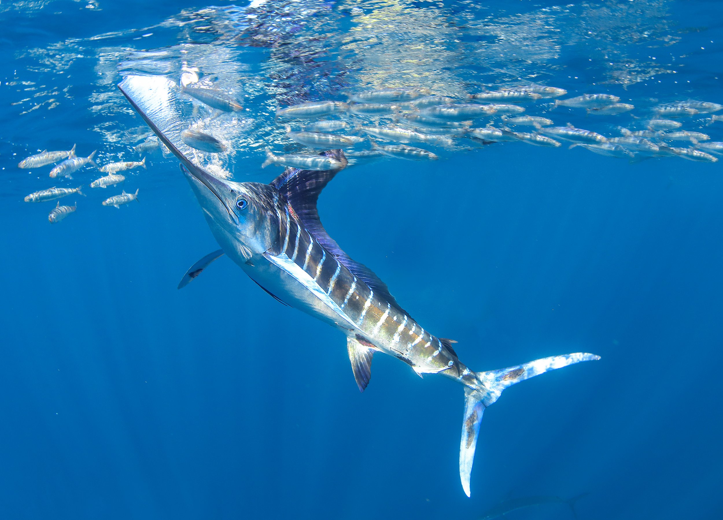 Massive bait ball today in Baja #baitball #fishing #bluemarlin