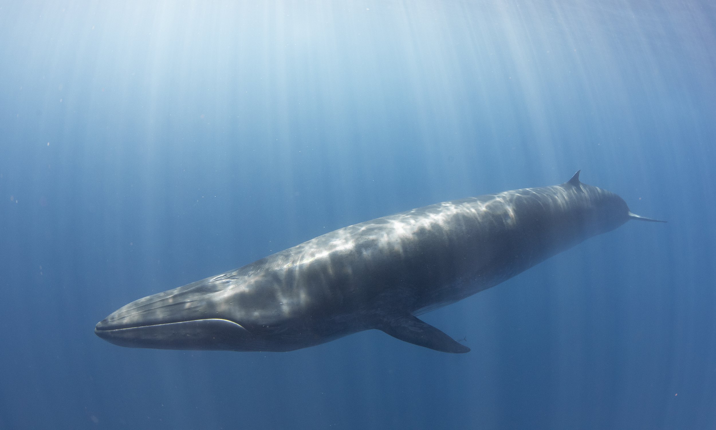 brydes whale.JPG