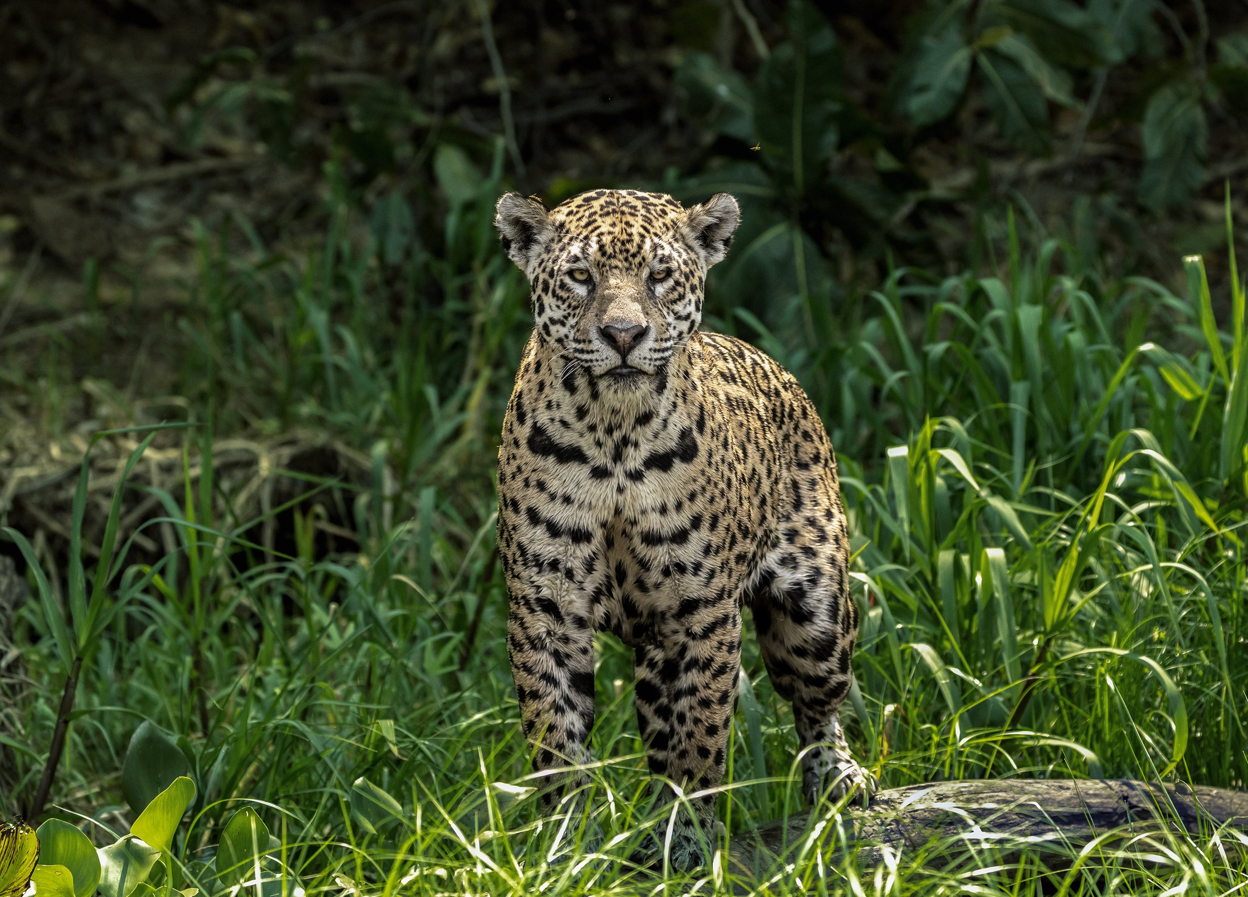 jaguar photography.jpg