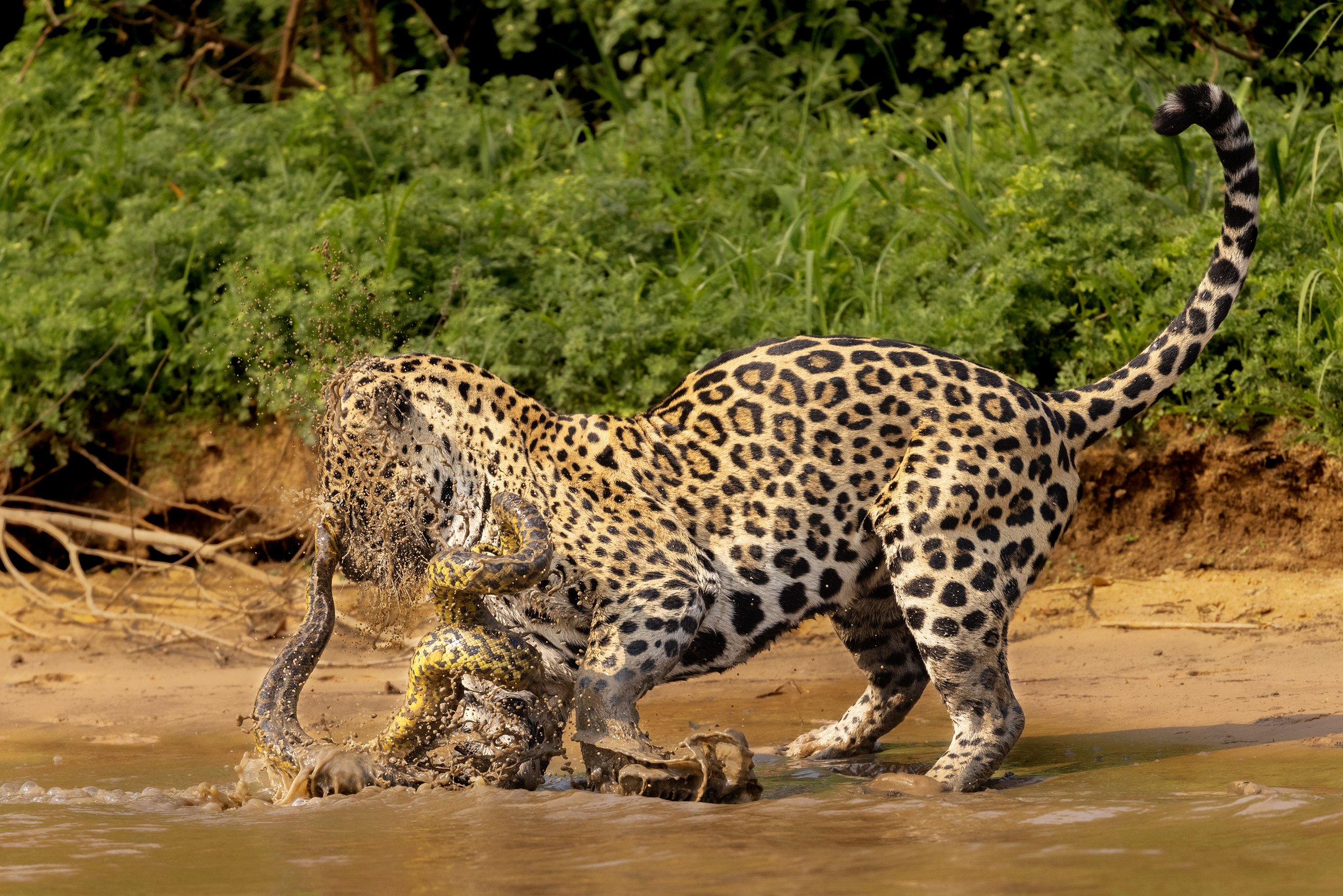 jaguar anaconda battle.jpg