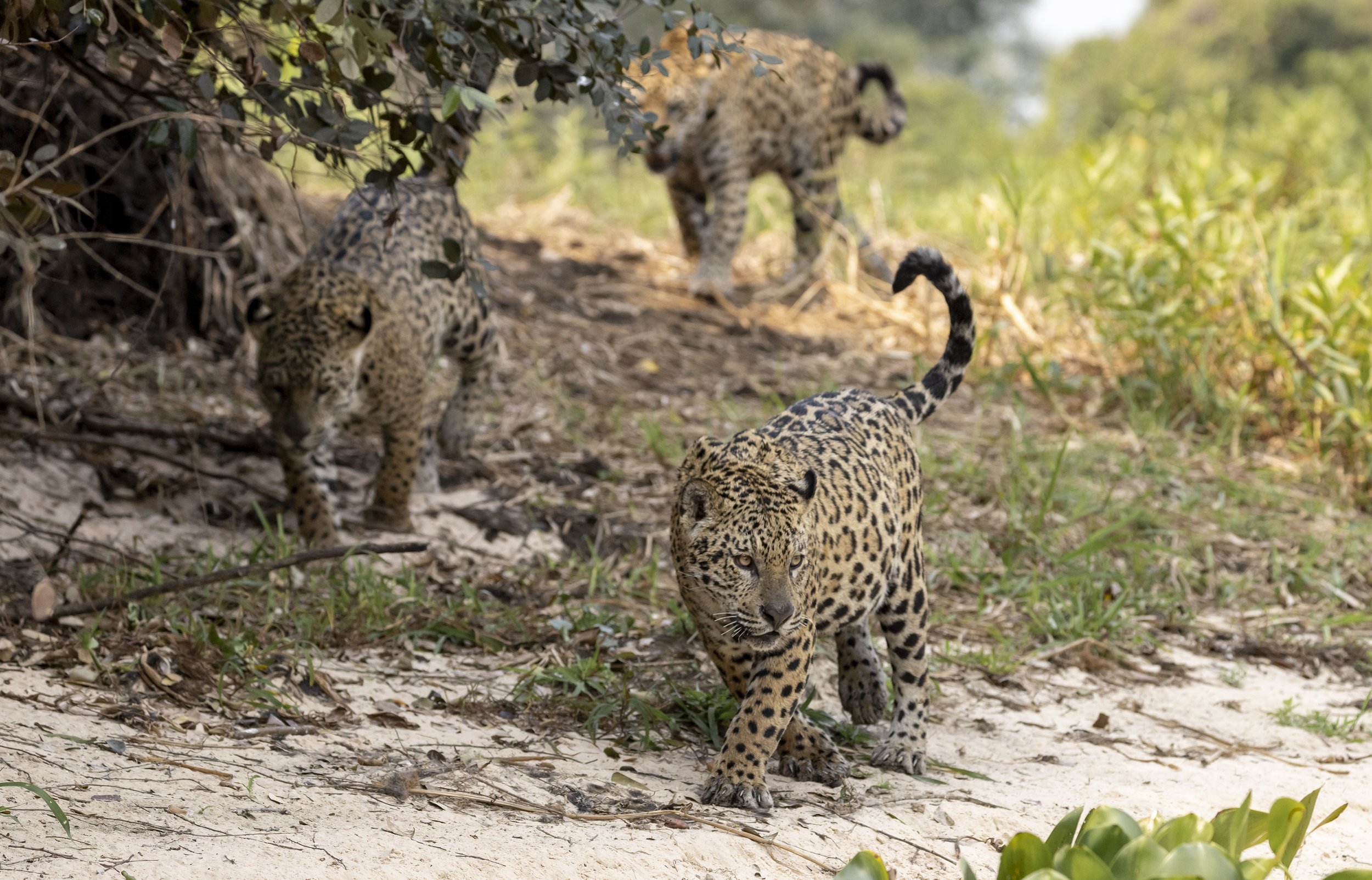 jaguar photography expedition 3.jpg