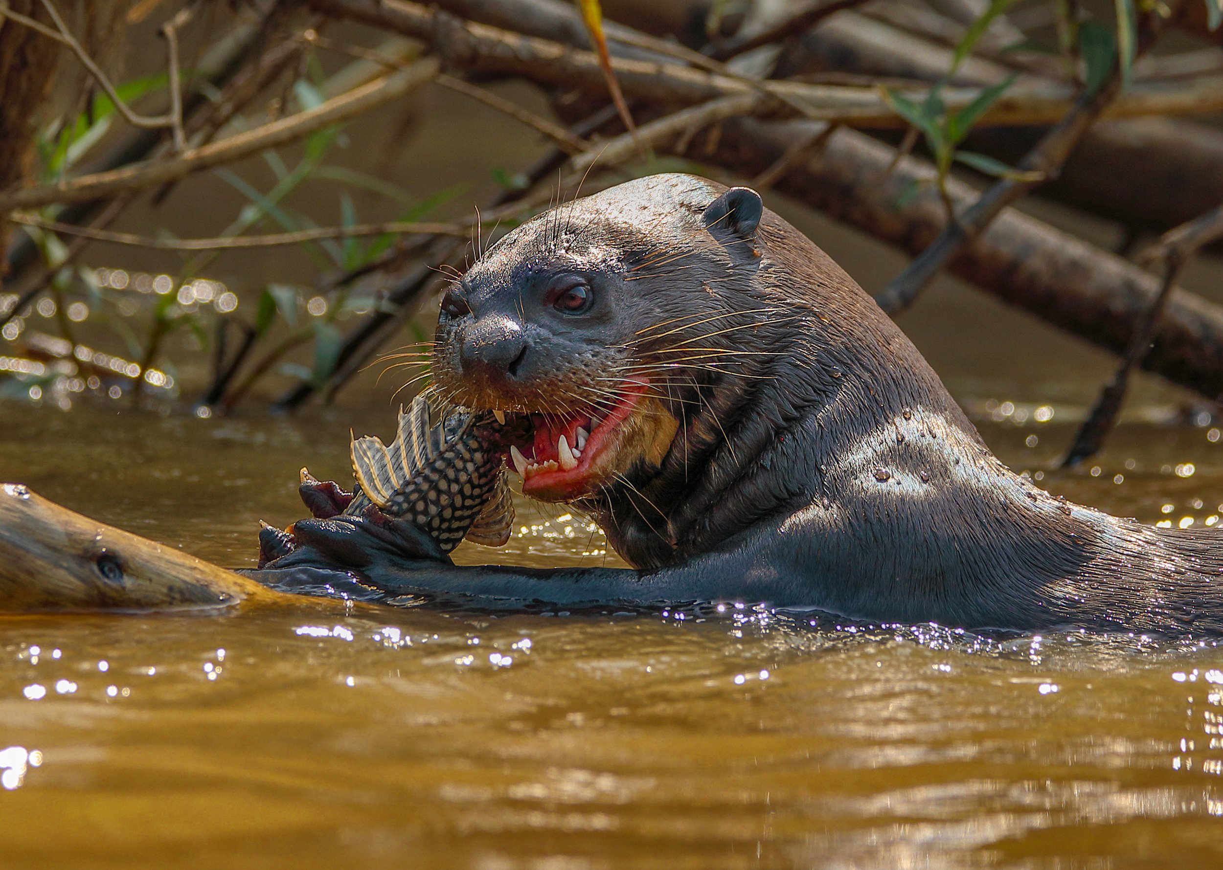 otter.jpg