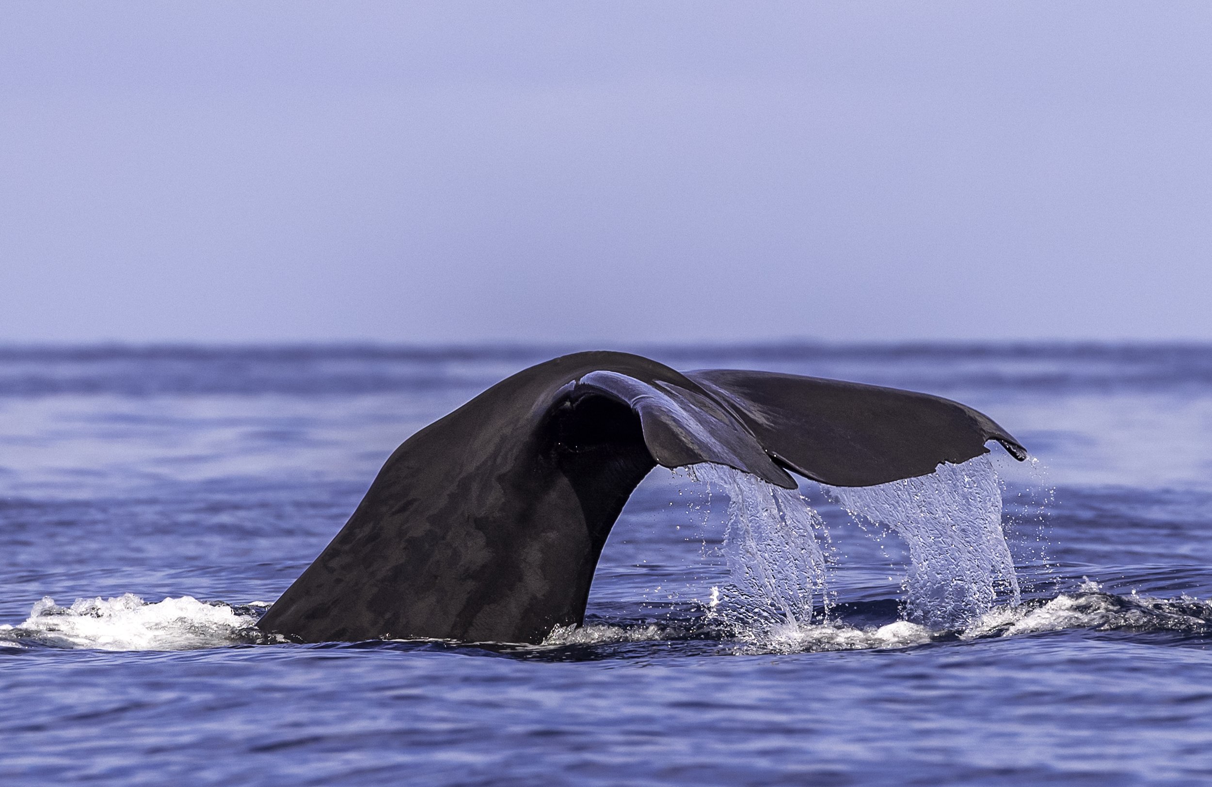 sperm whale tail.jpg