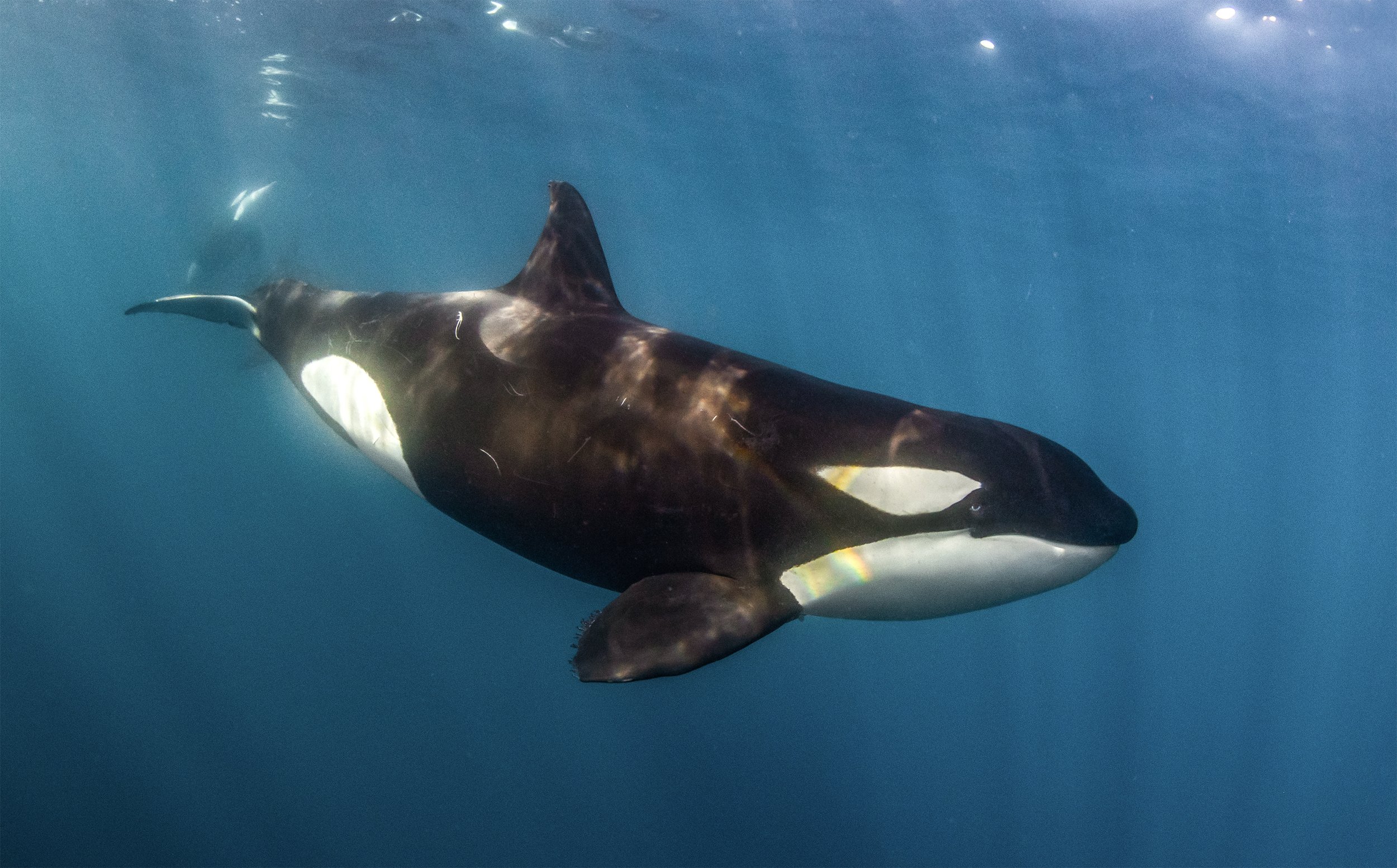 orca diving 18.jpg