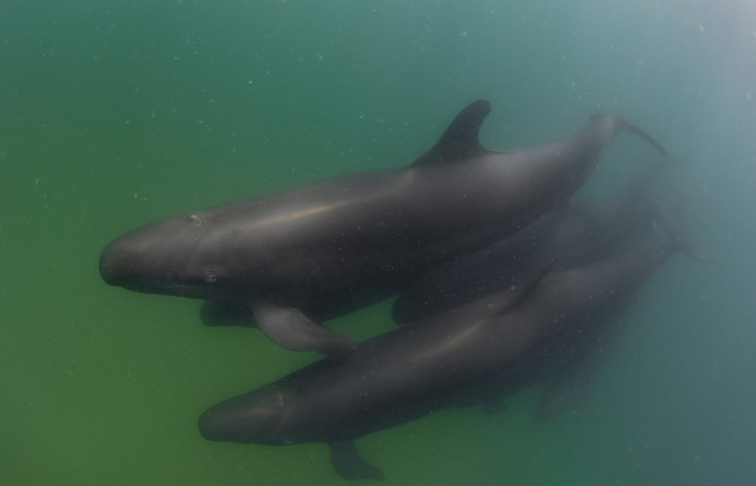 false killer whale diving.jpg